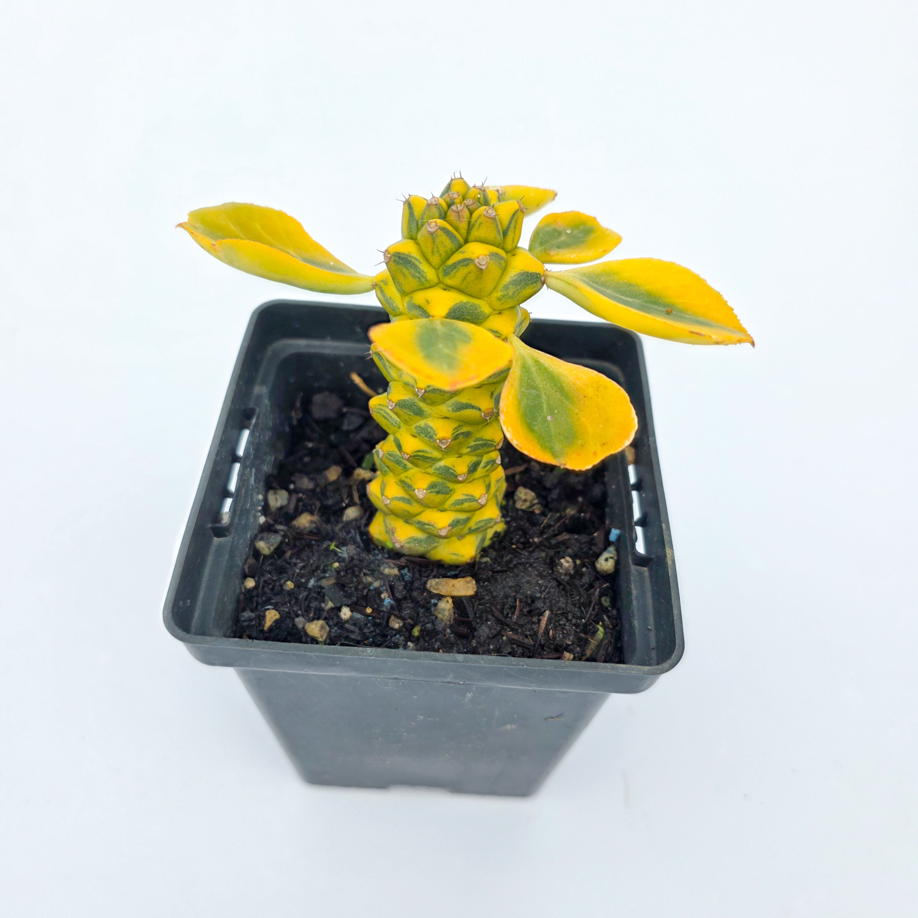 Monadenium 'Variegata' - Monadenium ritchiei 'Variegata'