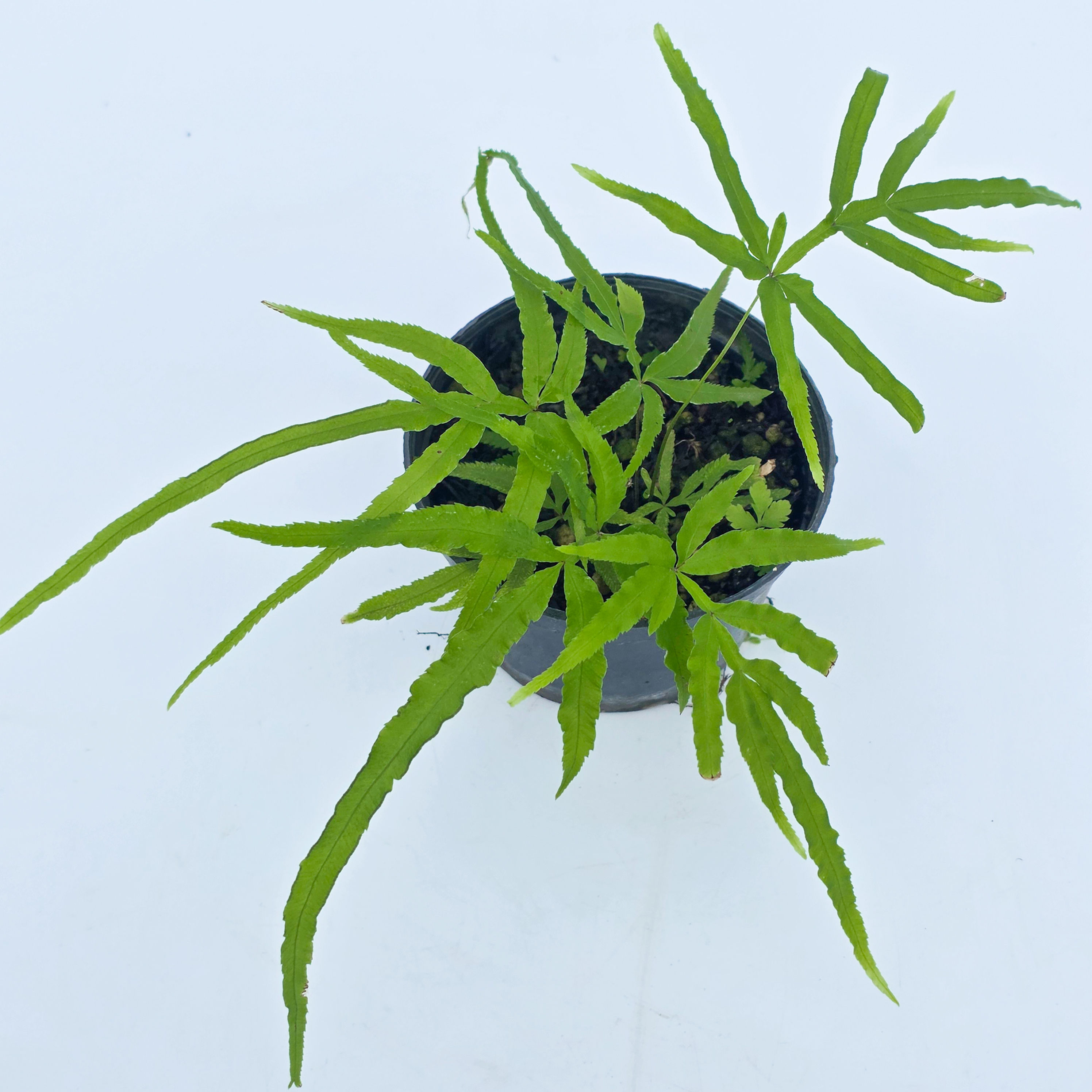 Samambaia Escorpião - Pteris multifida