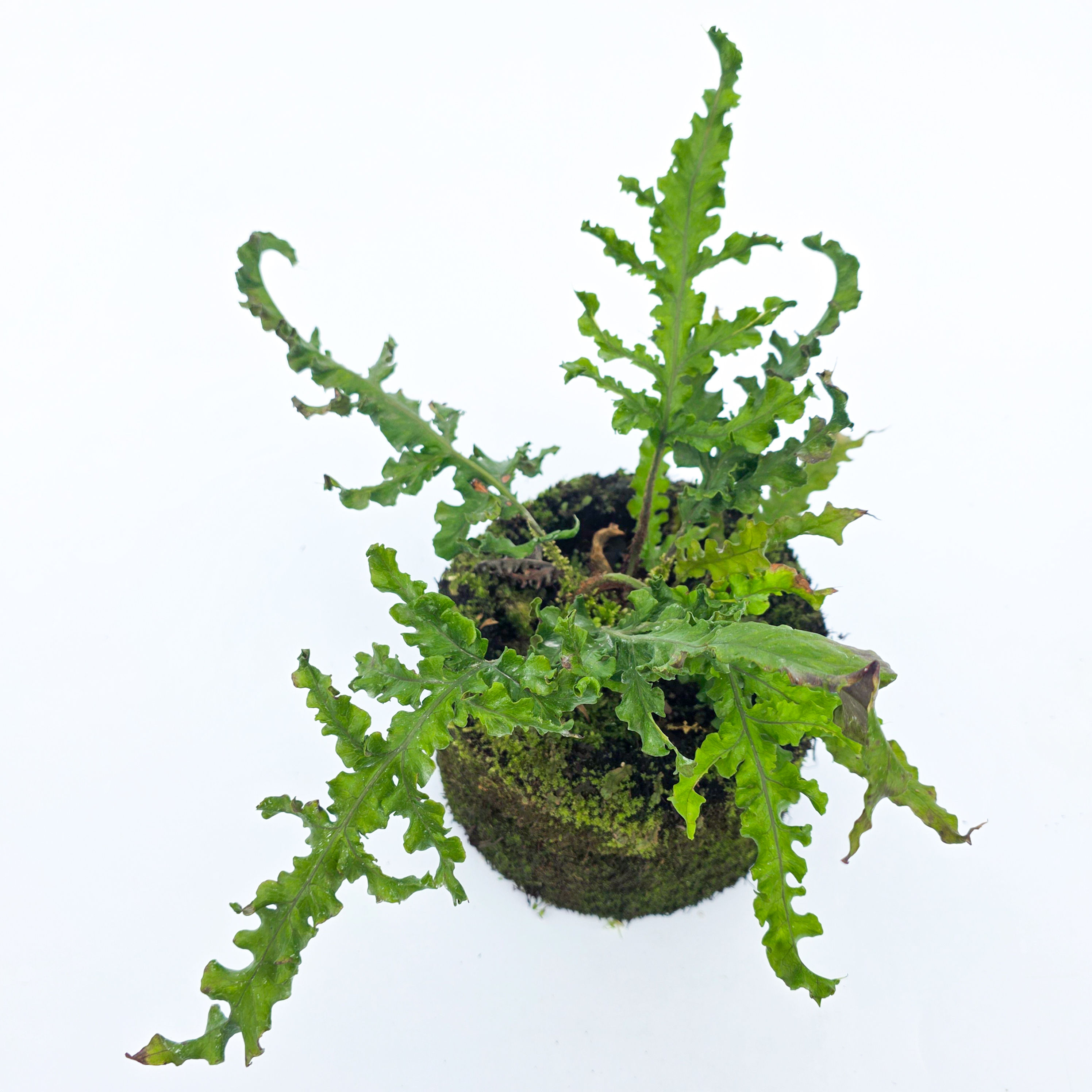 Samambaia Bailarina - Tectaria sp.