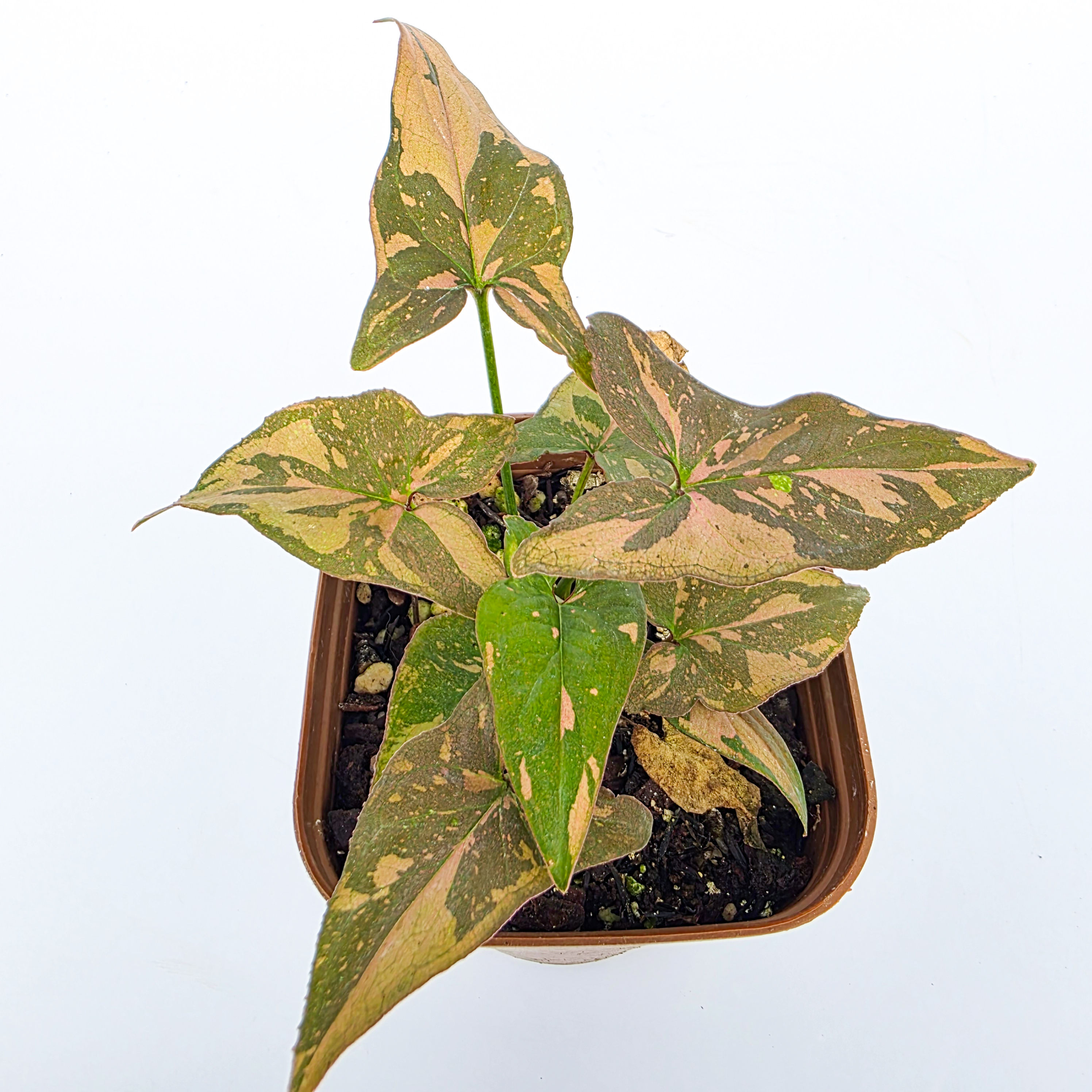 Syngonium 'Pink Splash'