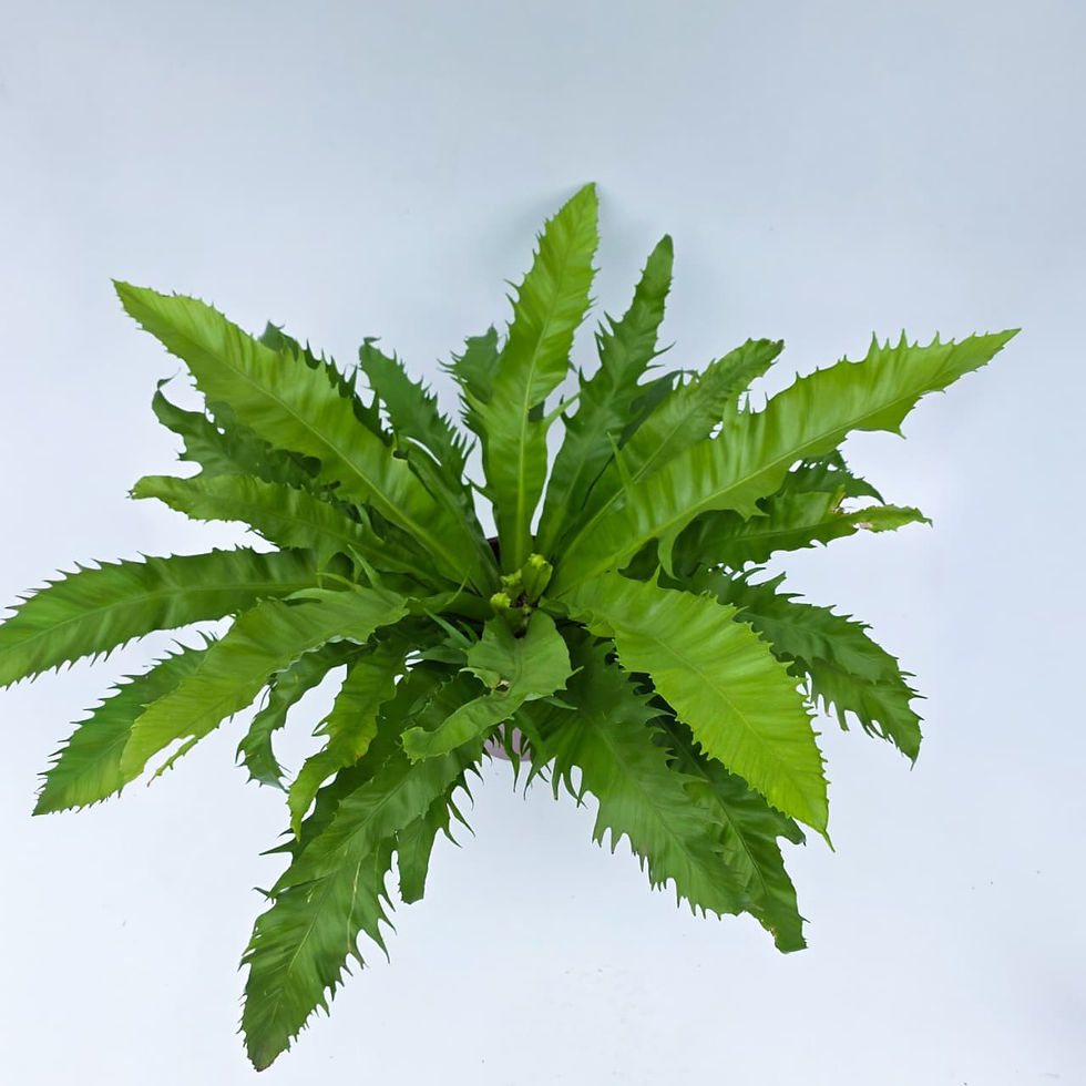 > Asplenium antiquum Gioia® 'YUASPGIO' com frondes verdes brilhantes e folhagem compacta ornamental.