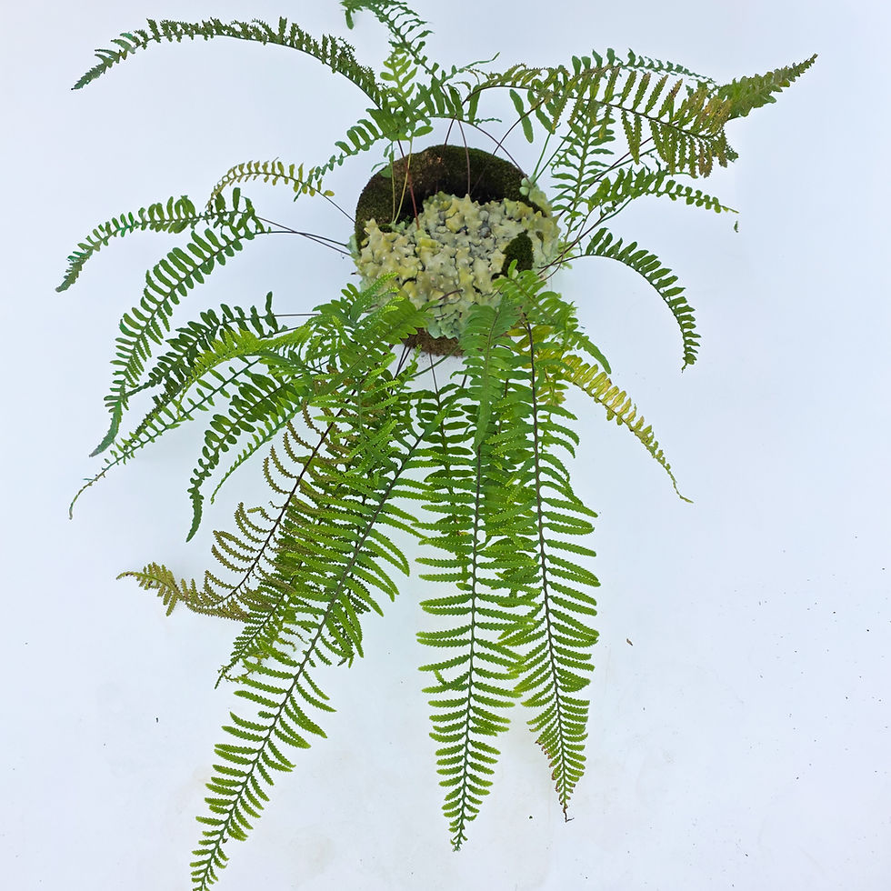> Lecanopteris deparioides (Samambaia Formiga) com folhas delicadas e rizomas ornamentais característicos.