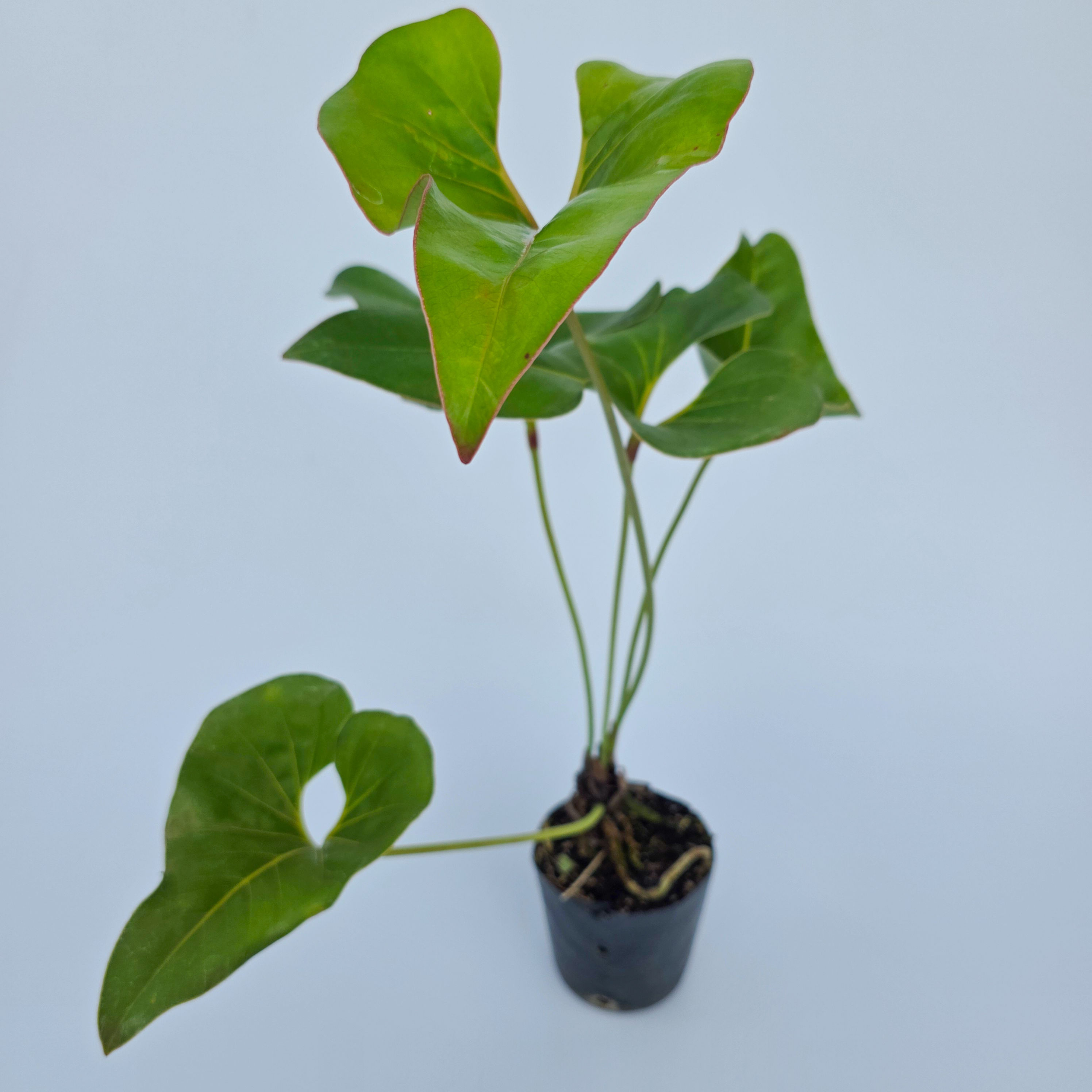 Anthurium brownii