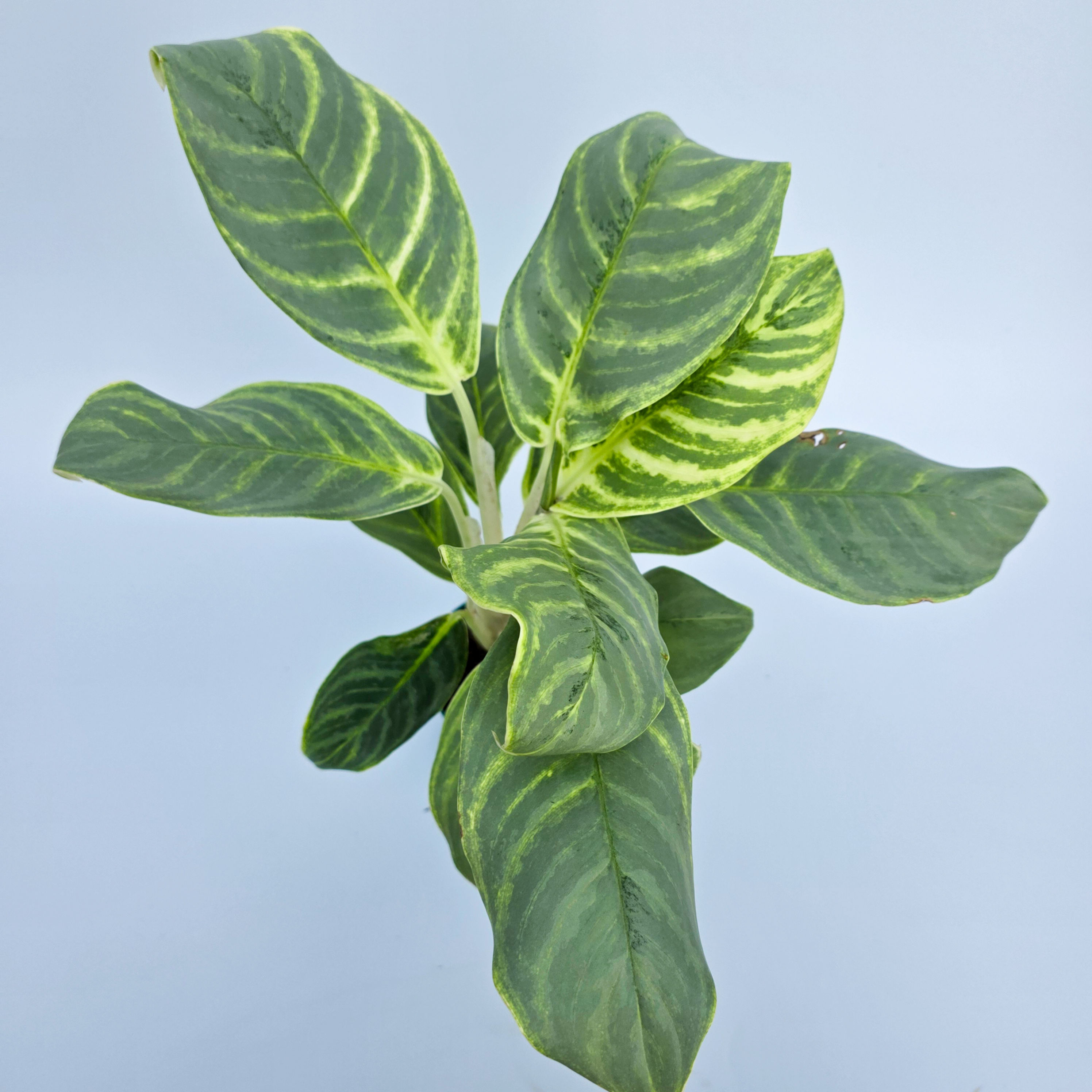 > Aglaonema 'Silver Curly' com folhas onduladas e prateadas de aspecto ornamental.