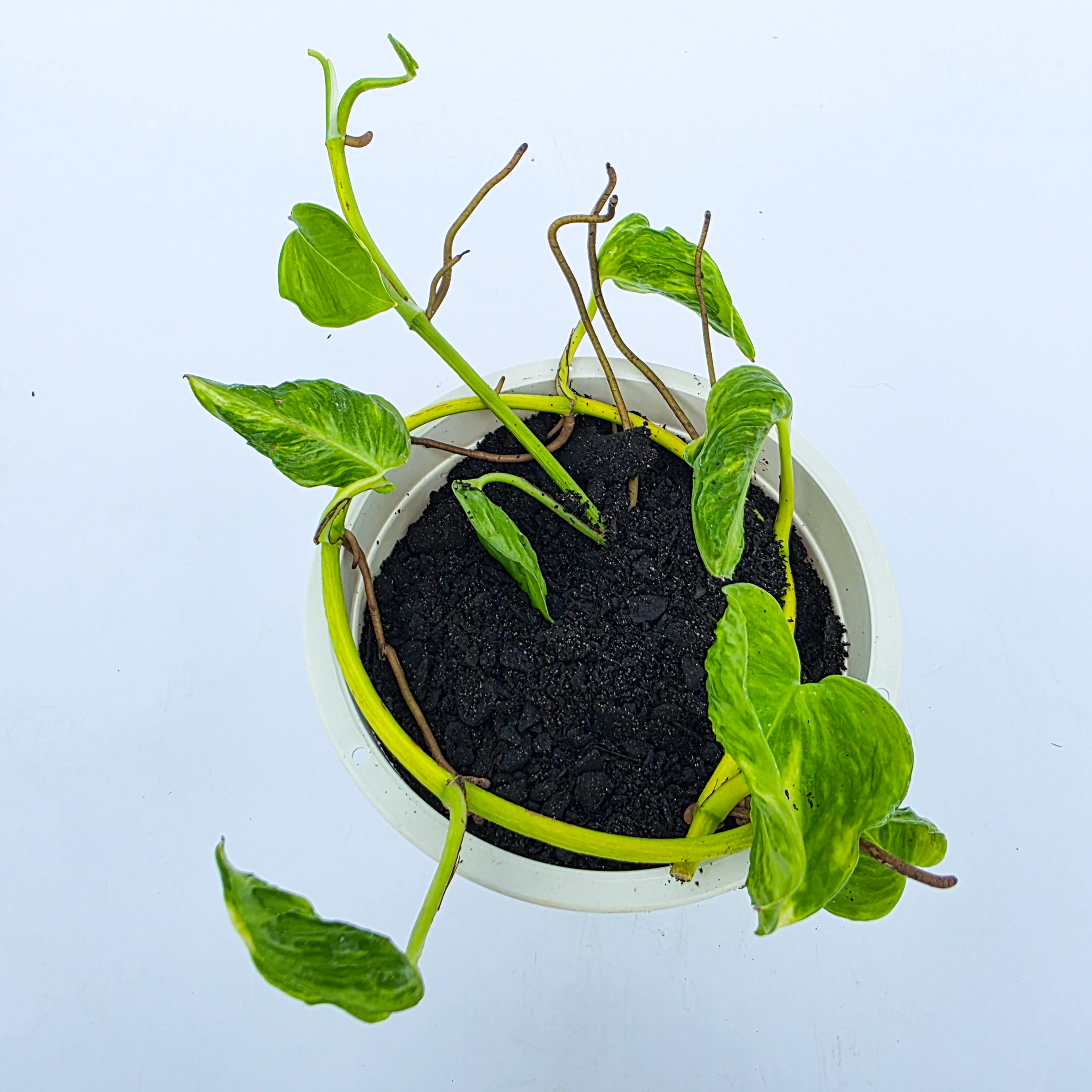 Epipremnum aureum 'Teruno Shangri-La Sunshine'