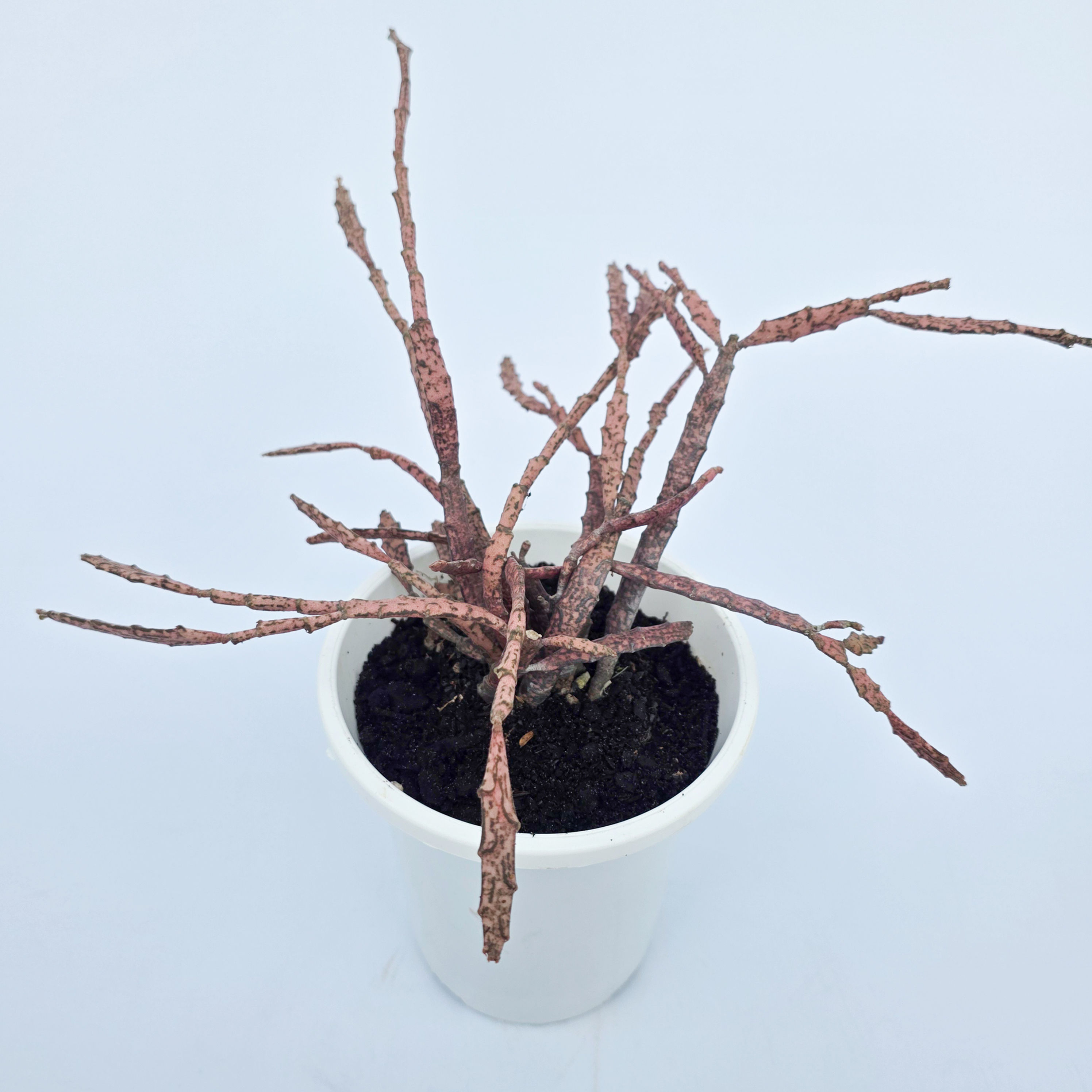 Pau Morto - Euphorbia bosseri - Euphorbia platyclada