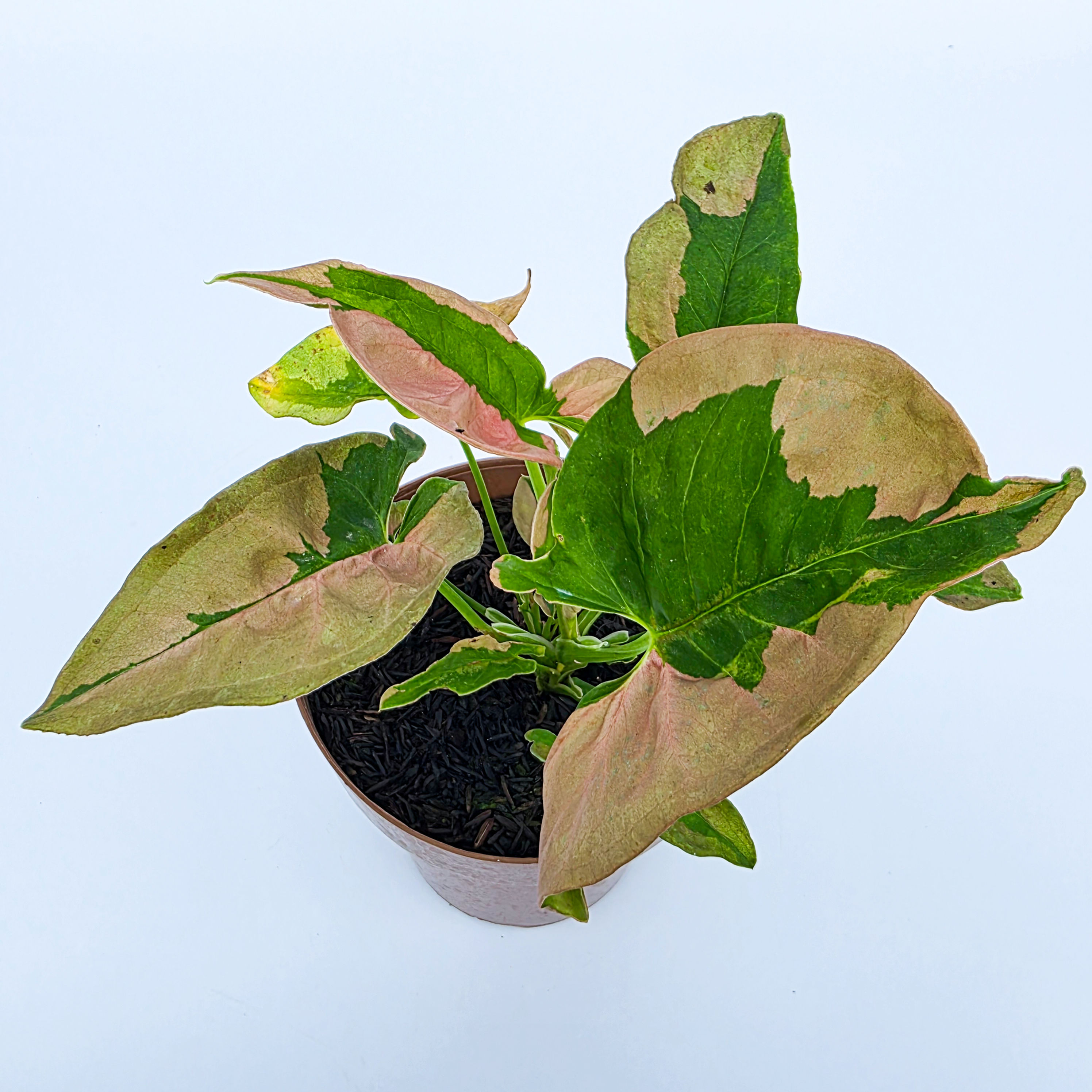Syngonium 'Pink Beauty'/ 'Pink Lava'