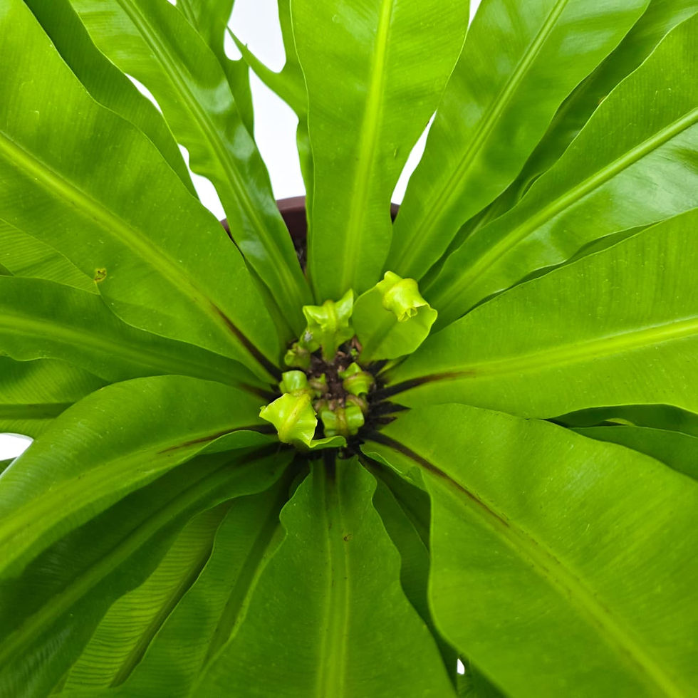> Asplenium antiquum Gioia® 'YUASPGIO' com frondes verdes brilhantes e folhagem compacta ornamental.