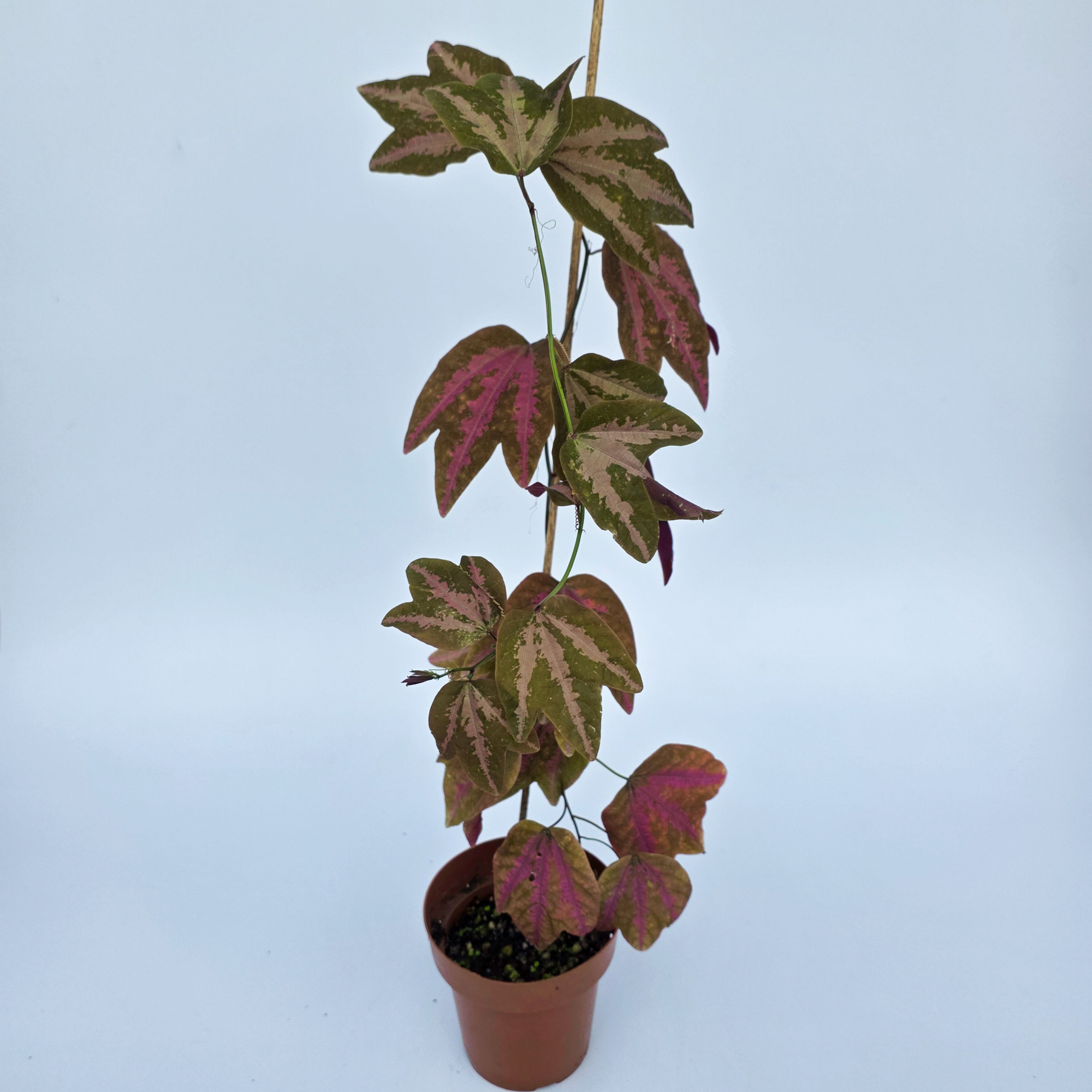 Passiflora trifasciata - "duck feet plant" - Maracujá pé de coelho