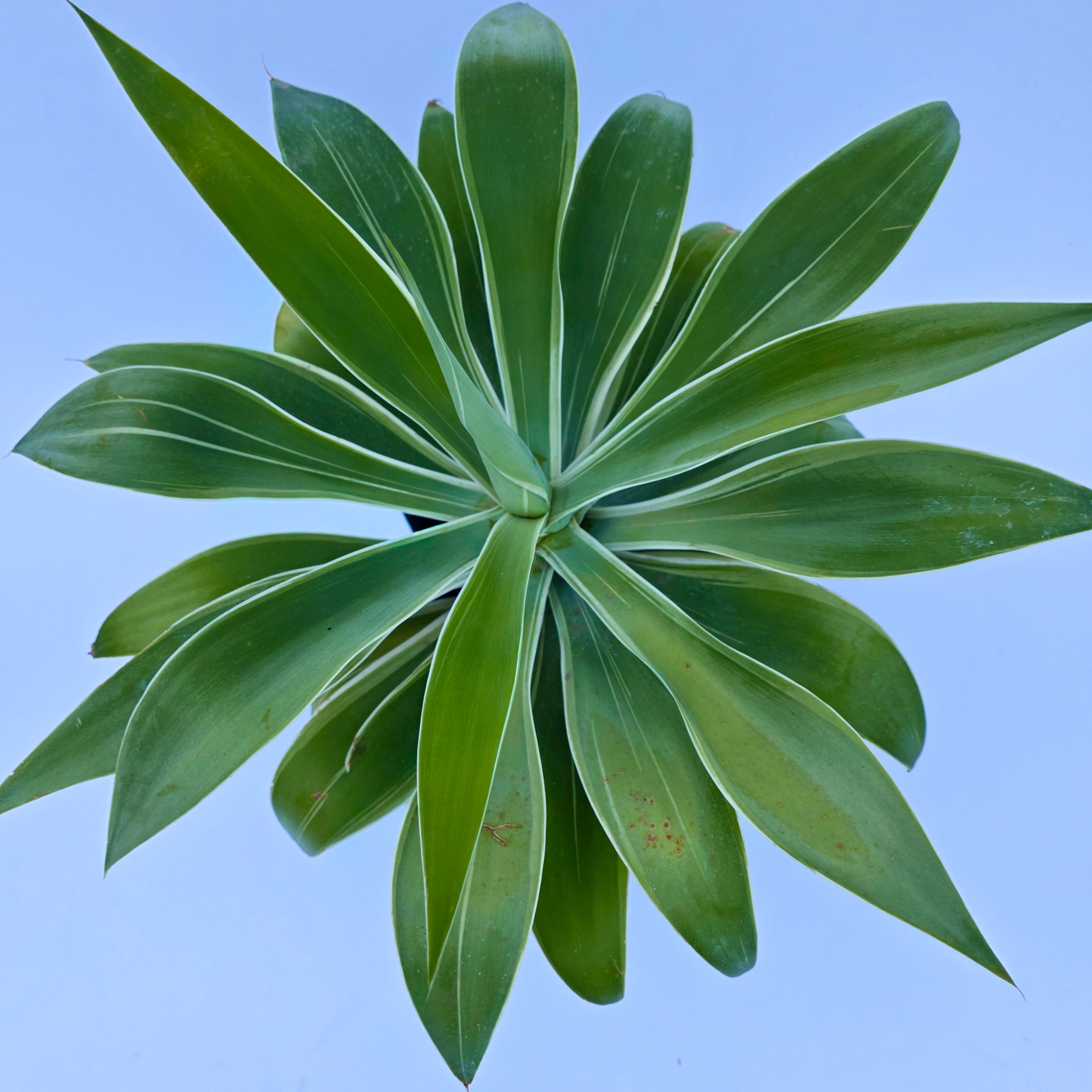 > Agave attenuata 'Ray of Light' (Agave Dragão Variegata) com folhas arqueadas variegadas em tons de verde e creme.