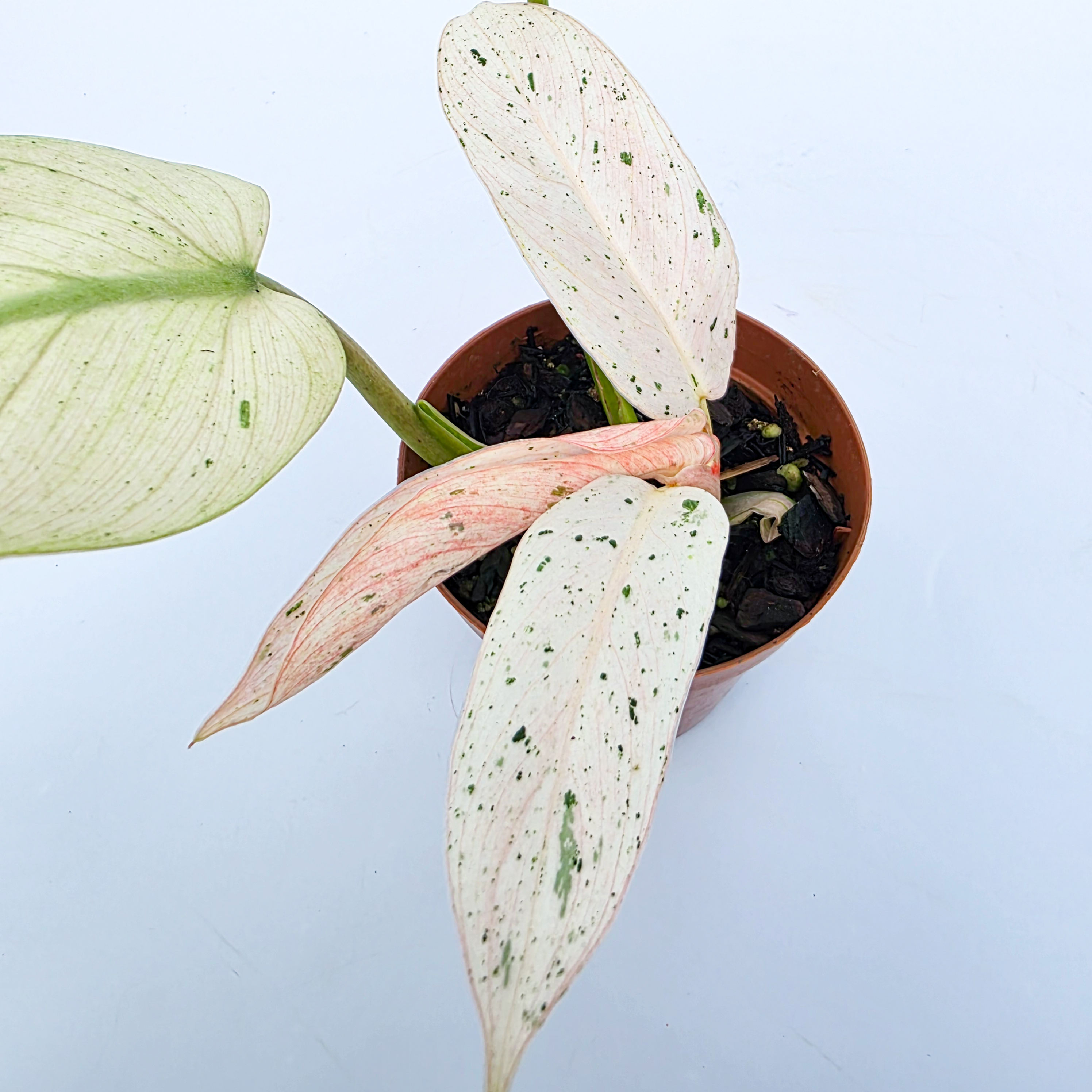 Philodendron 'Whipple Way'