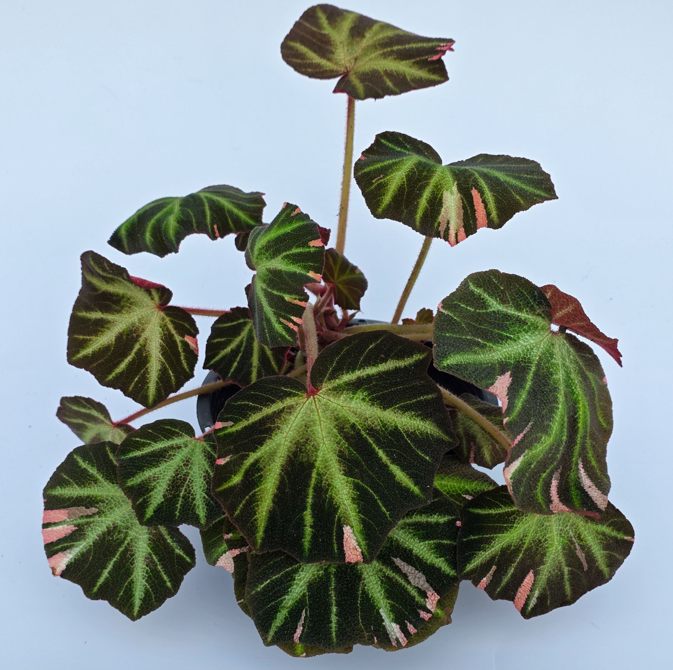 Begonia soli-mutata 'Variegata'