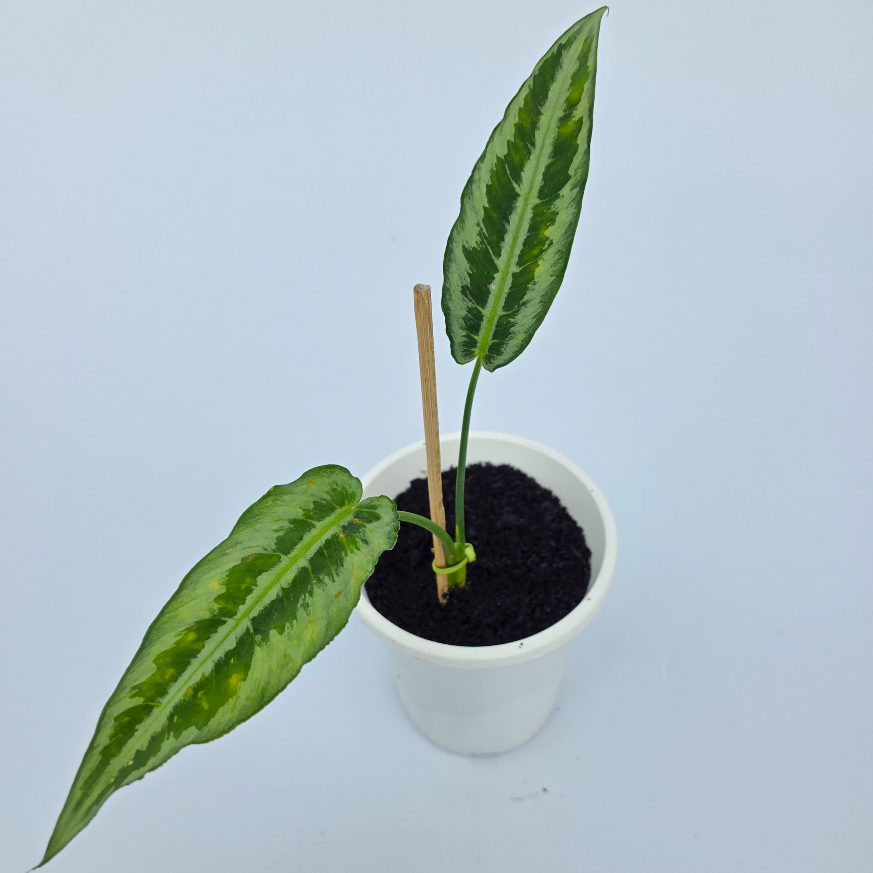 Schismatoglottis 'Silver Indukan' - vendido como hainanensis