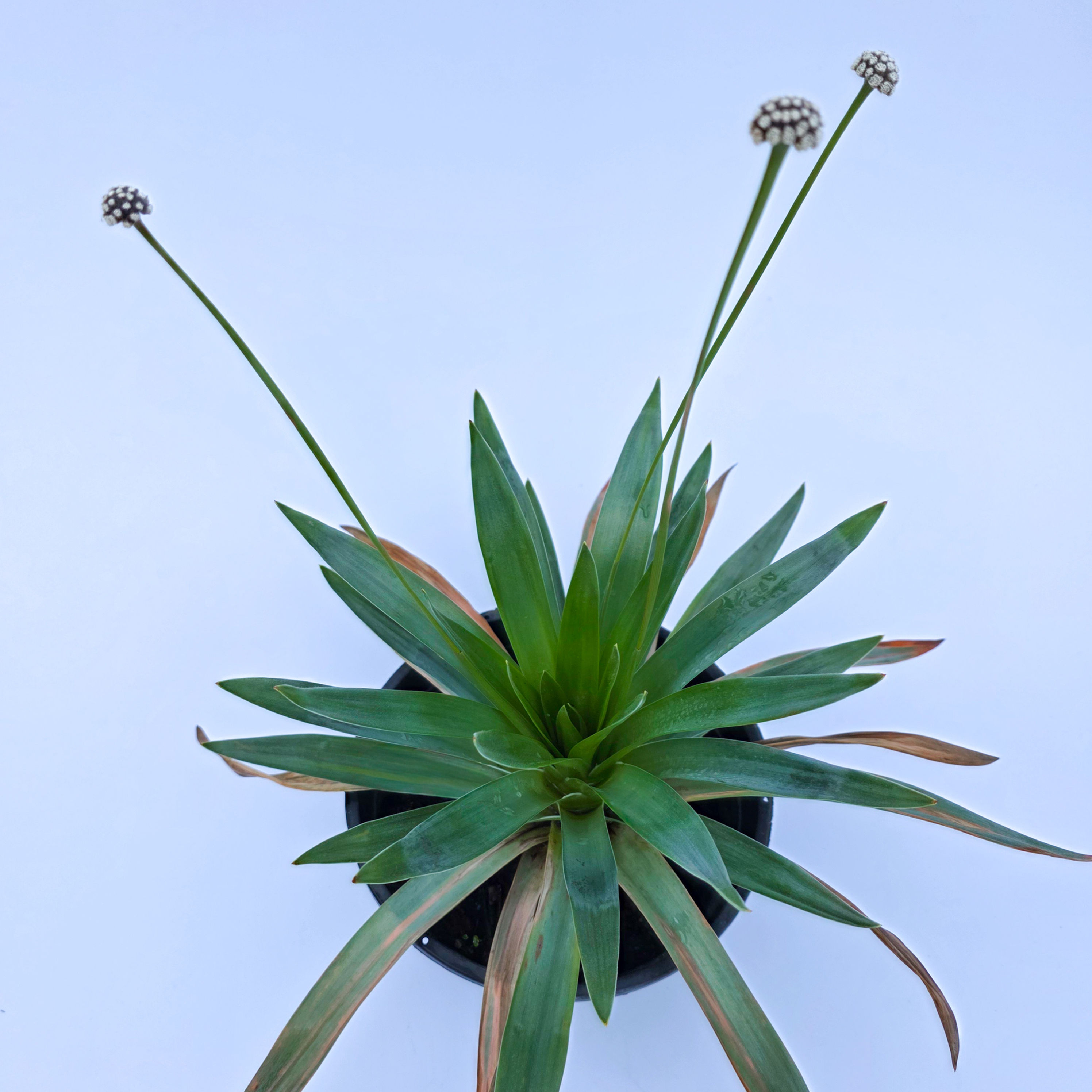 Paepalanthus planifolius