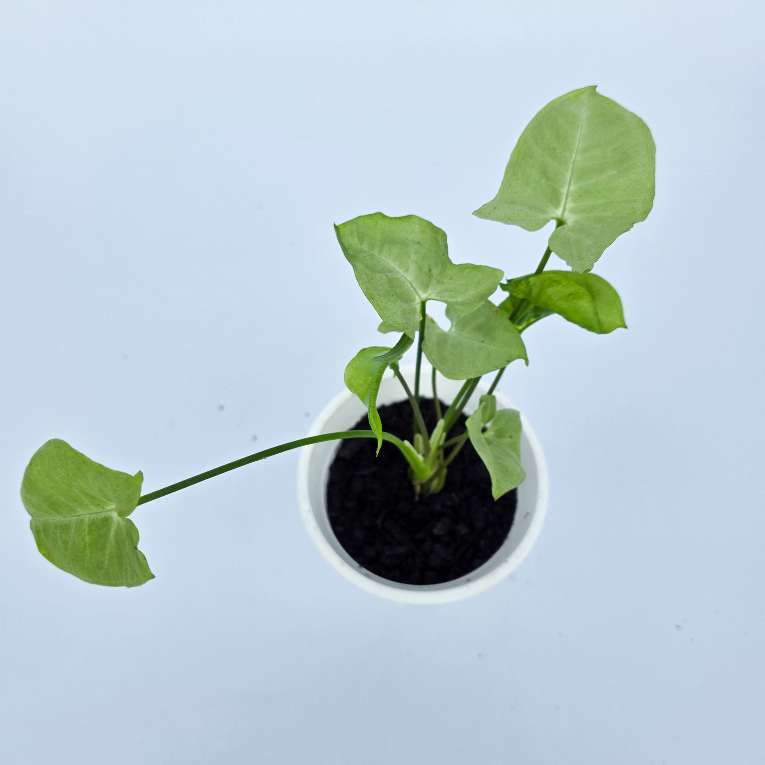 Syngonium 'Moonlight'