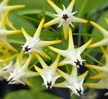 Plantas Unicórnio