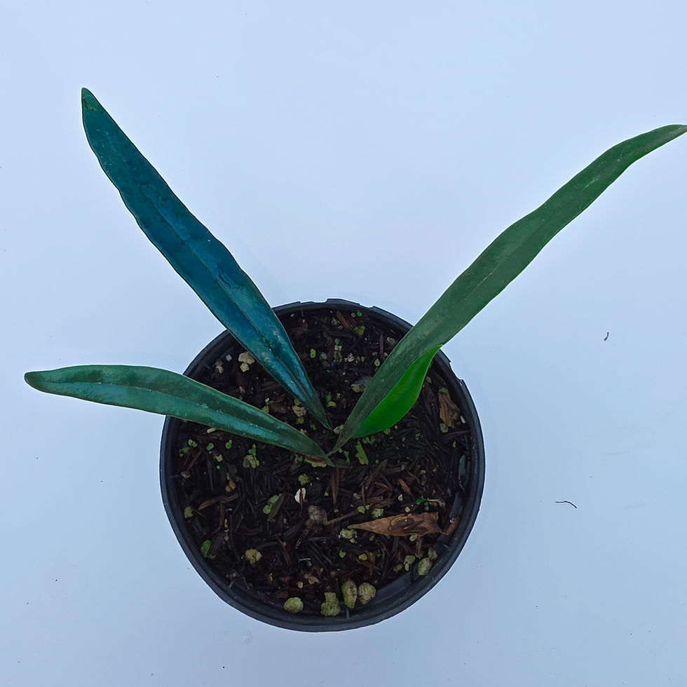 > Microsorum thailandicum (Samambaia Azul Petróleo) com folhas azuladas de brilho metálico e textura ornamental.