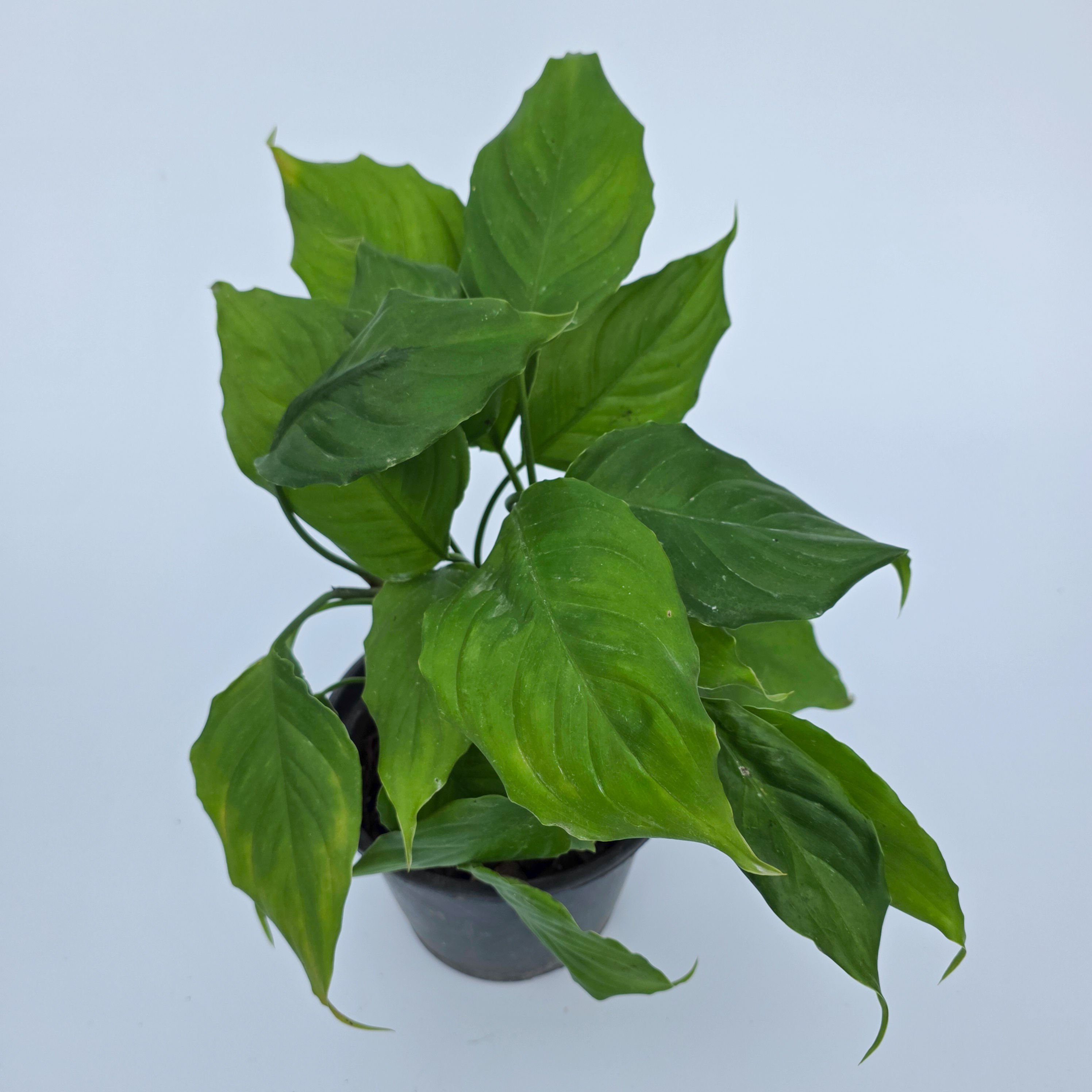 Aglaonema modestum 'Tipo'
