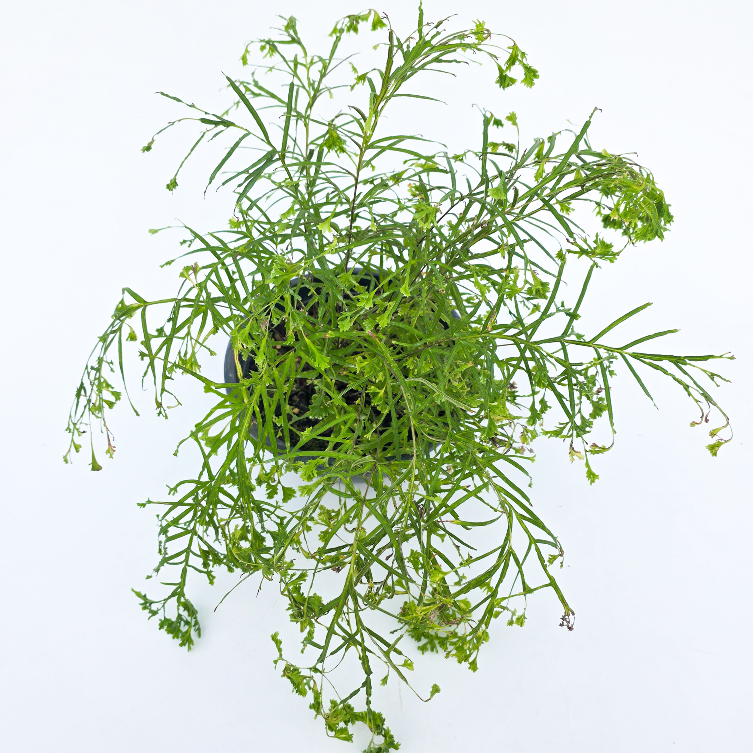 Samambaia Frufru- Pteris cretica 'Wimsetti Cretan Brake'