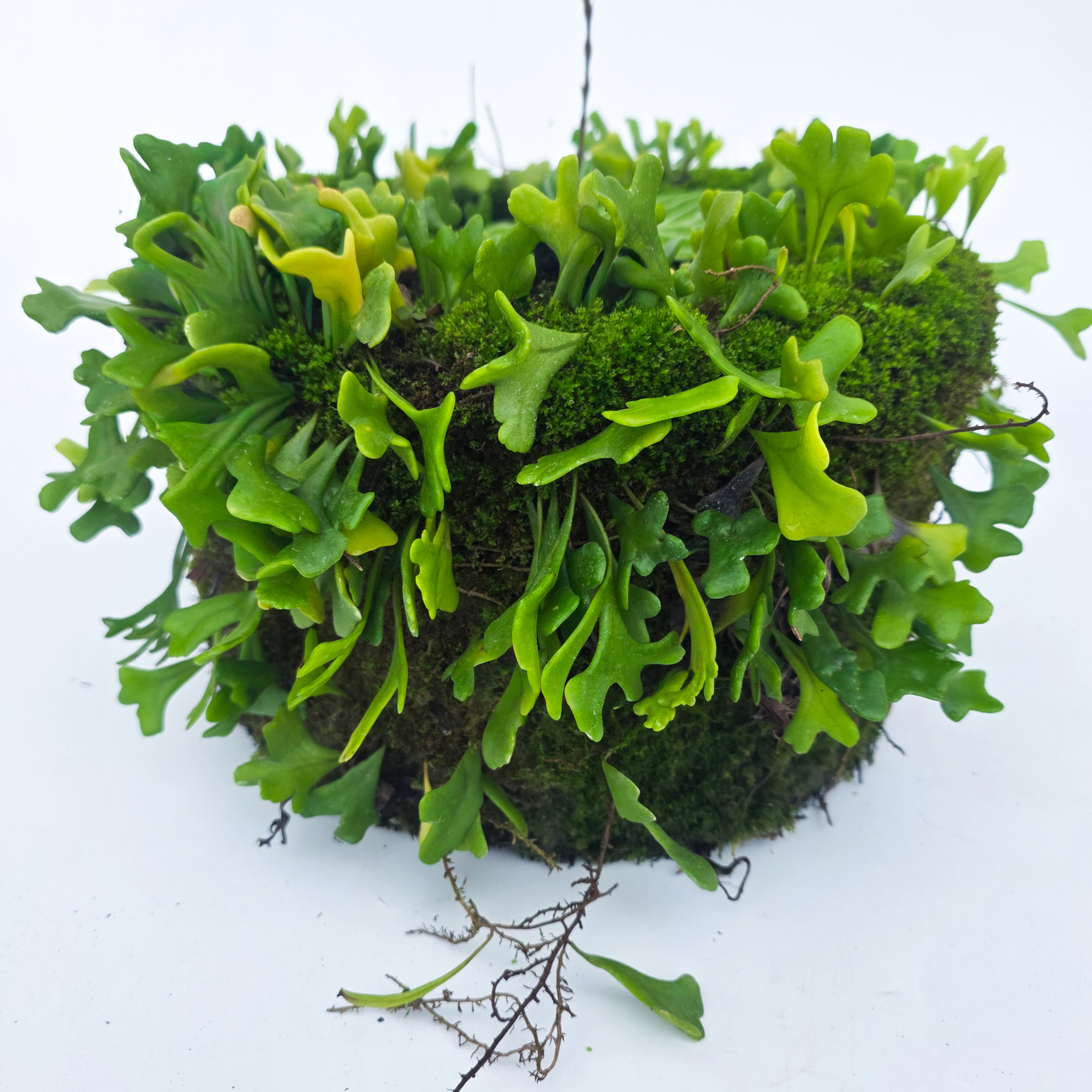 Pyrrosia sp. 'Camboja' (='Cambodia')
