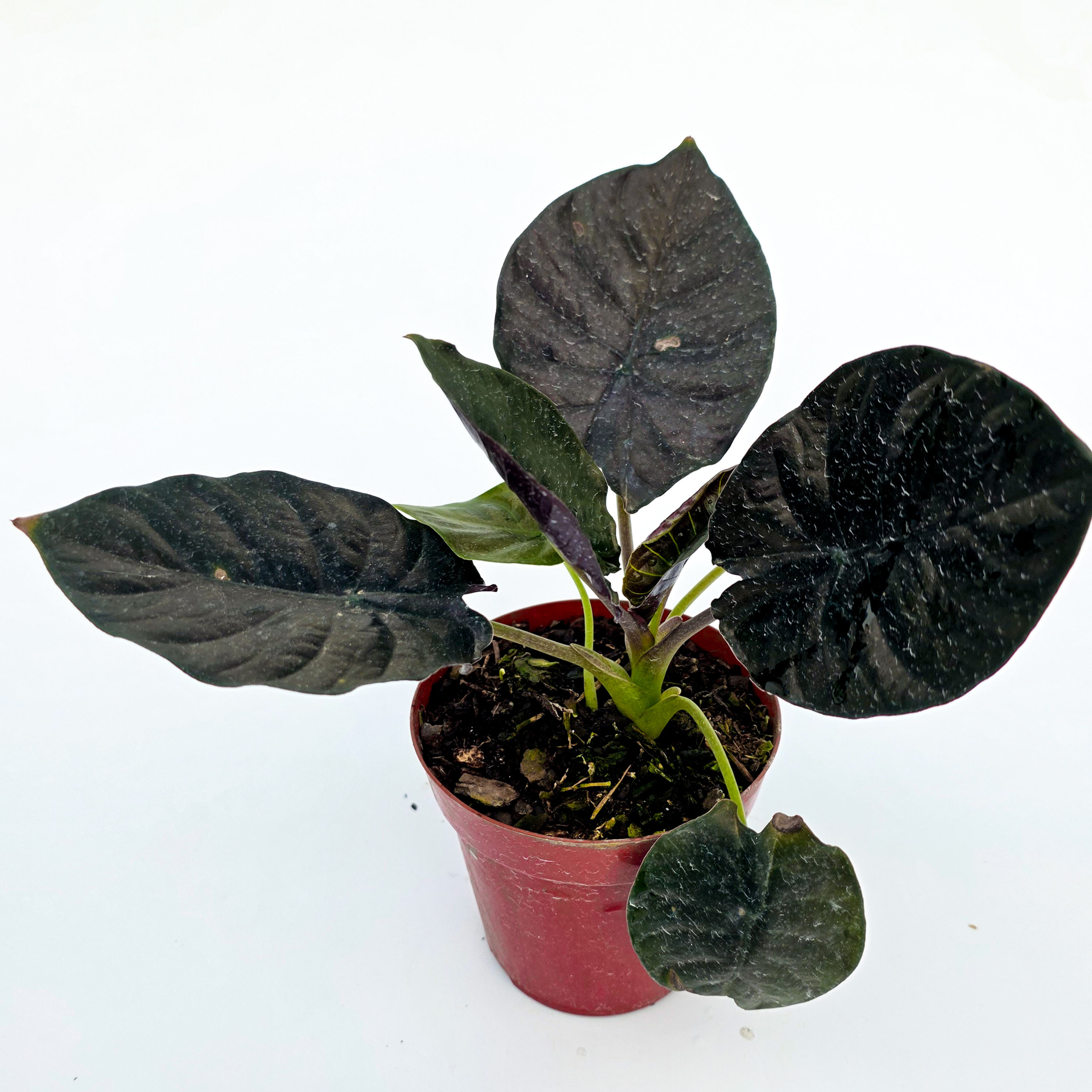 Alocasia infernalis