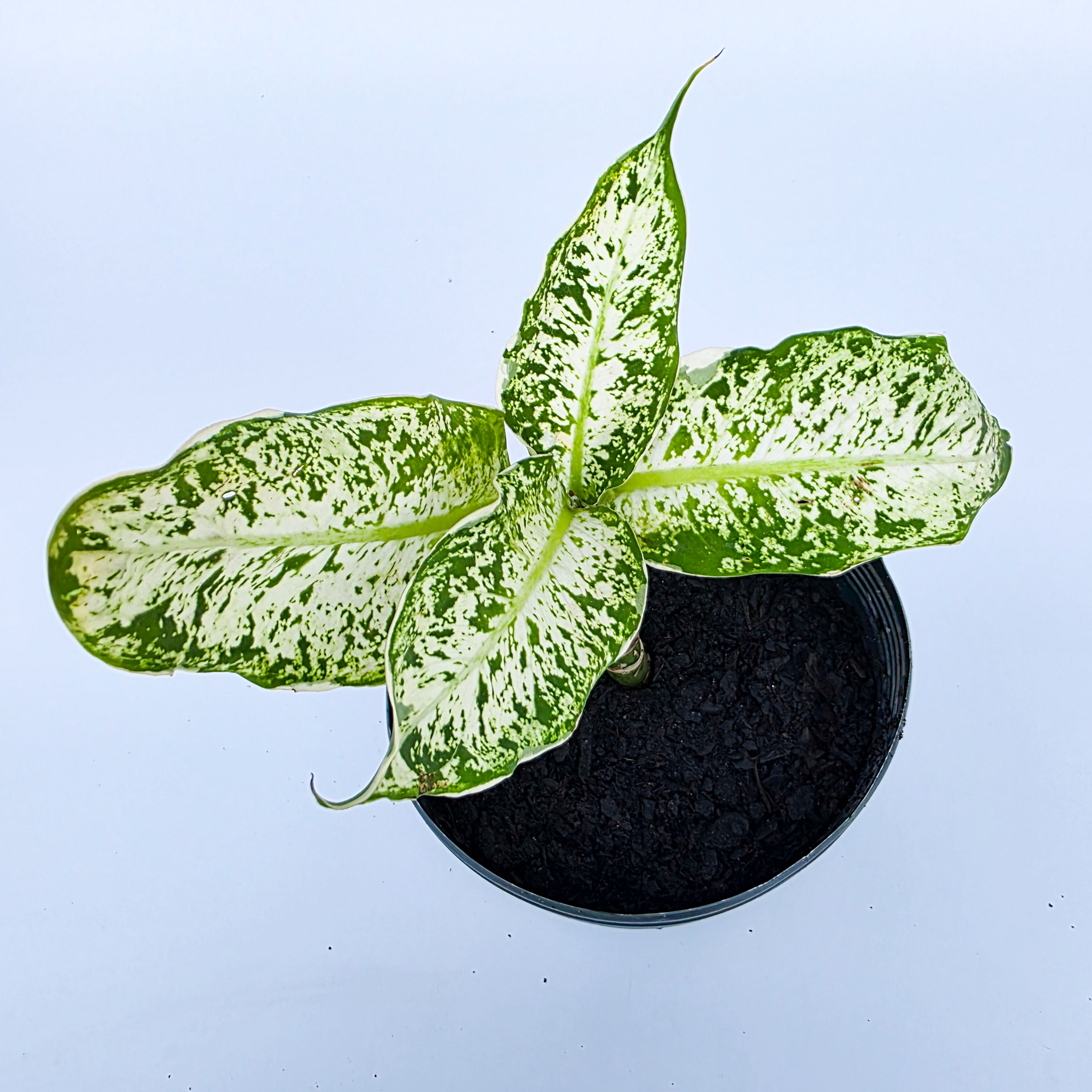 Dieffenbachia 'Lukisan Cinta'