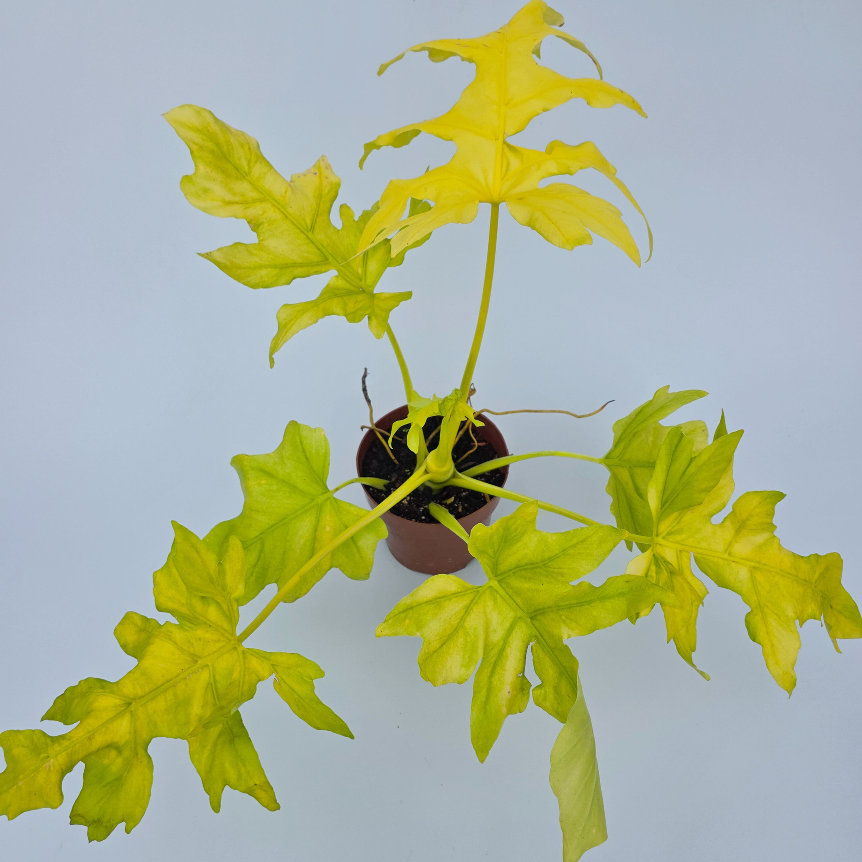 Philodendron warscewiczii 'Aurea Flavum' - Philodendron 'Selloum Gold'