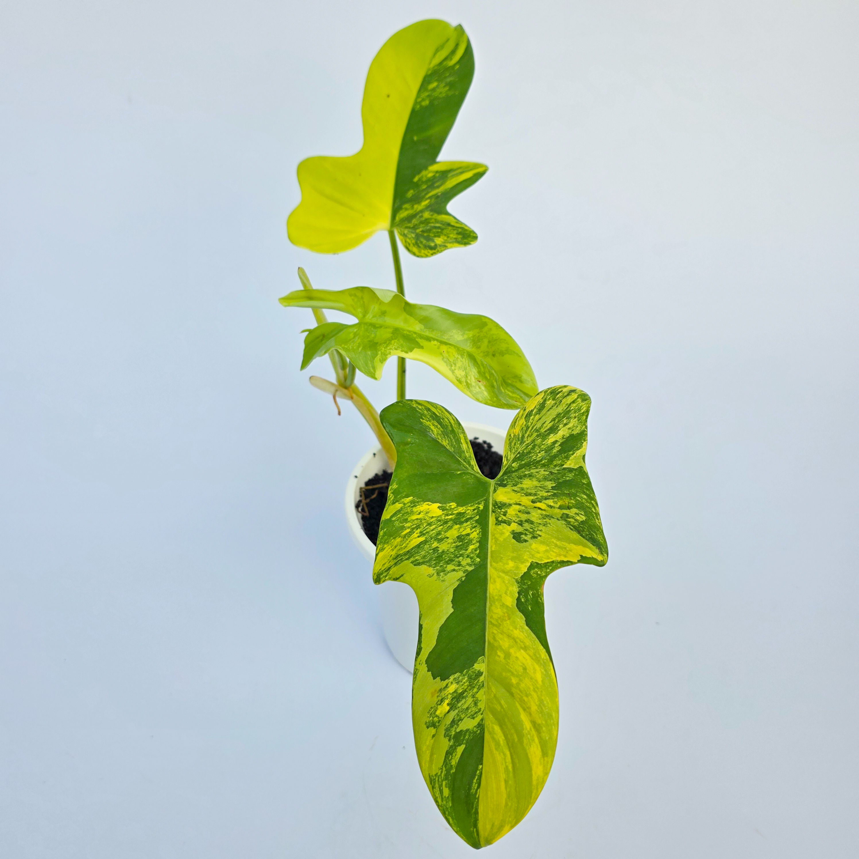 Philodendron bipennifolium 'Variegata' - Philodendron "violino" 'Variegata'