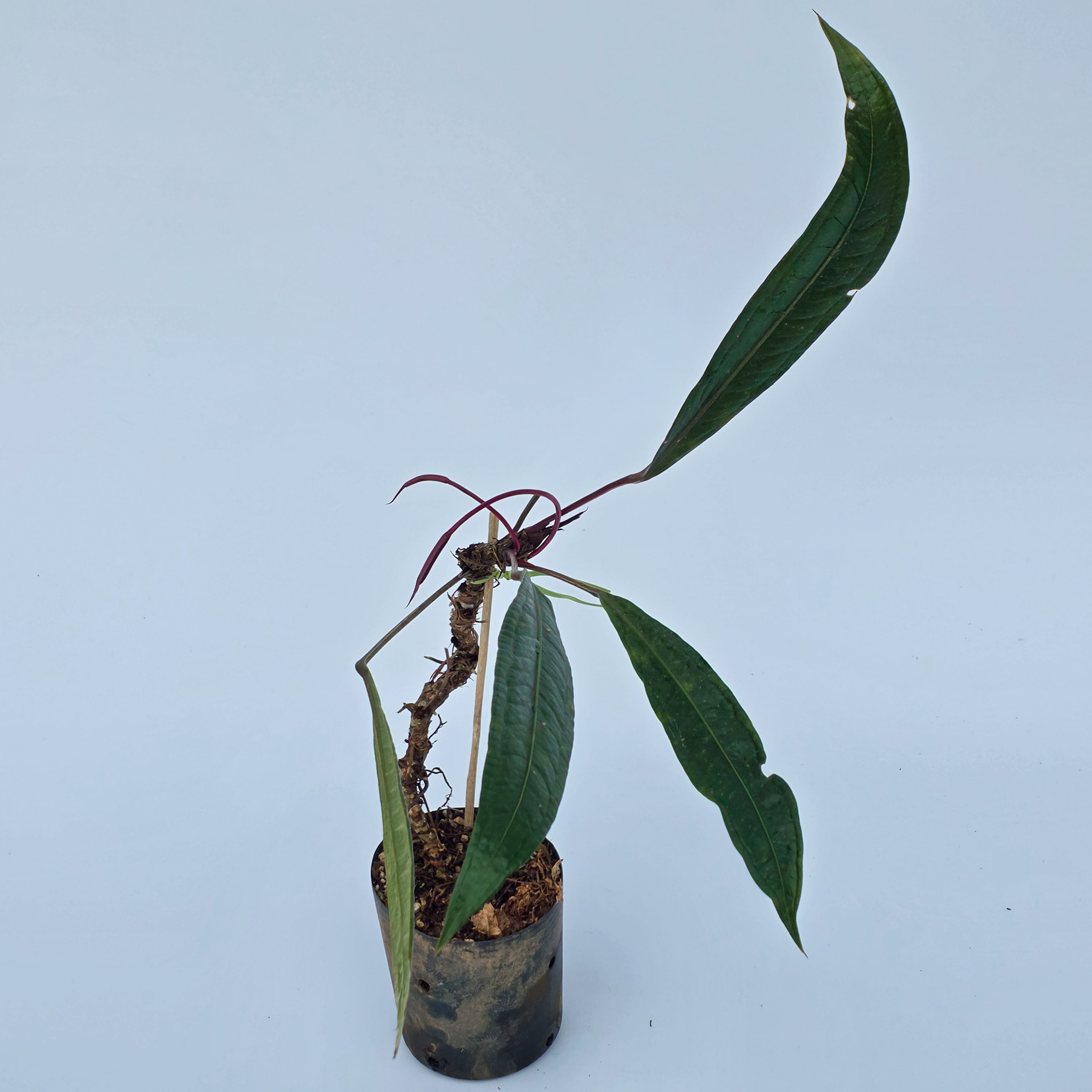 Anthurium jilekii