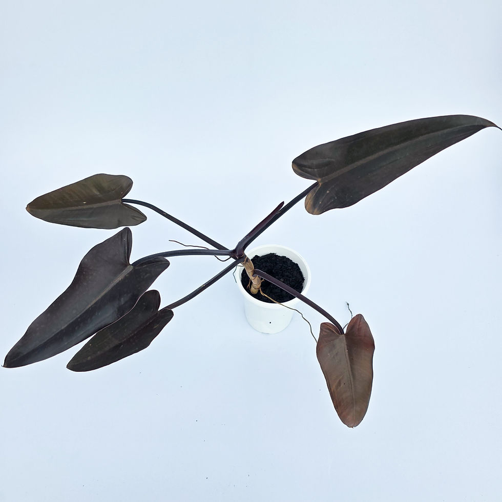 Philodendron erubescens 'Majesty'