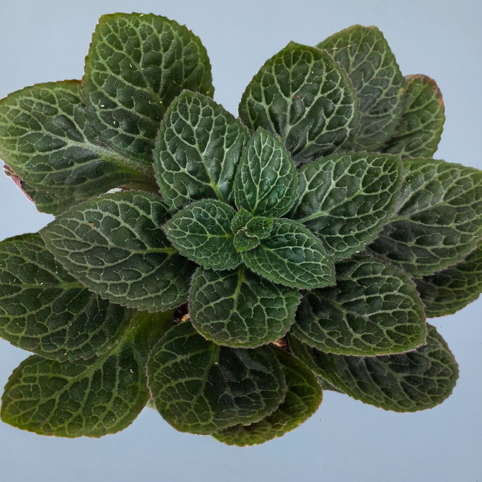 > Primulina sp. 'Giant' com folhas grandes, aveludadas e de aspecto ornamental.