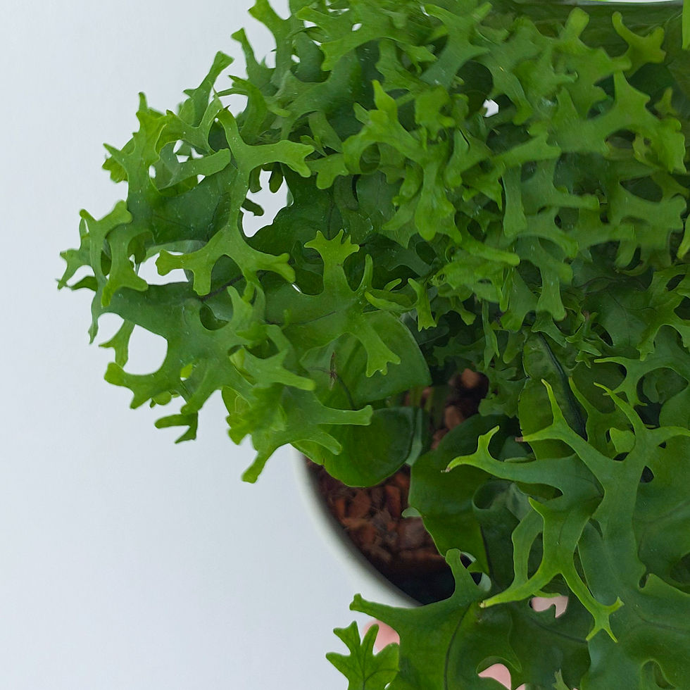 > Samambaia Tornado Especial (Microsorum punctatum 'Twisted Dwarf Special') com folhas retorcidas e ornamentais.