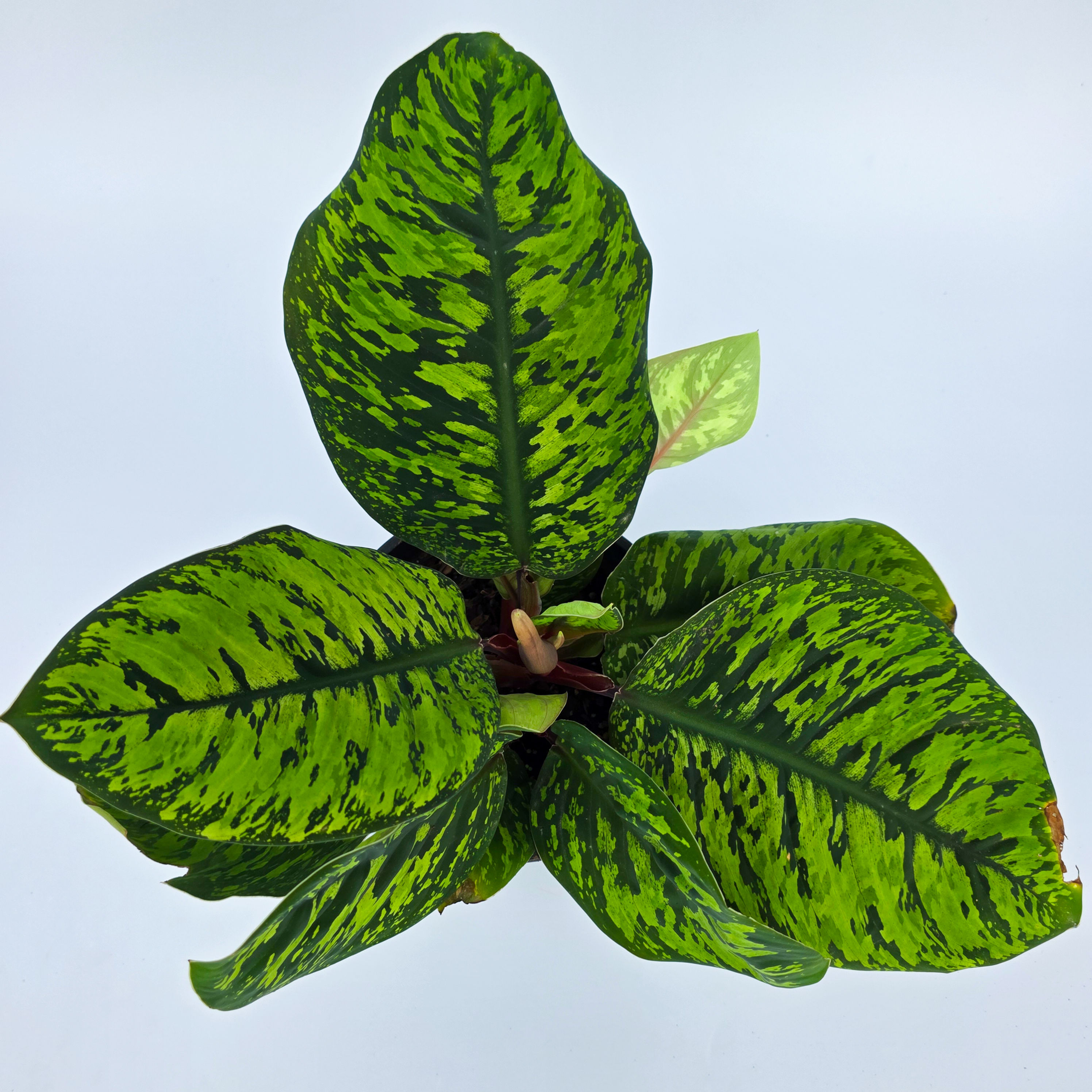 Adelonema 'Camouflage' - Adelonema wallisii - Homalomena wallisii