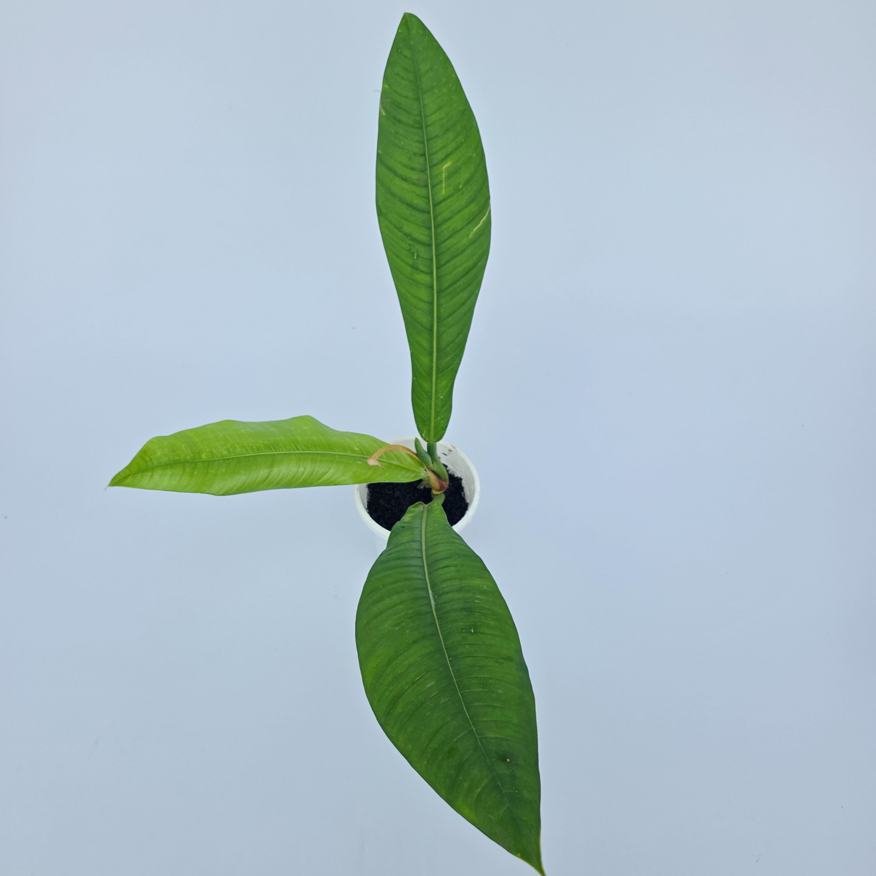 Philodendron campii