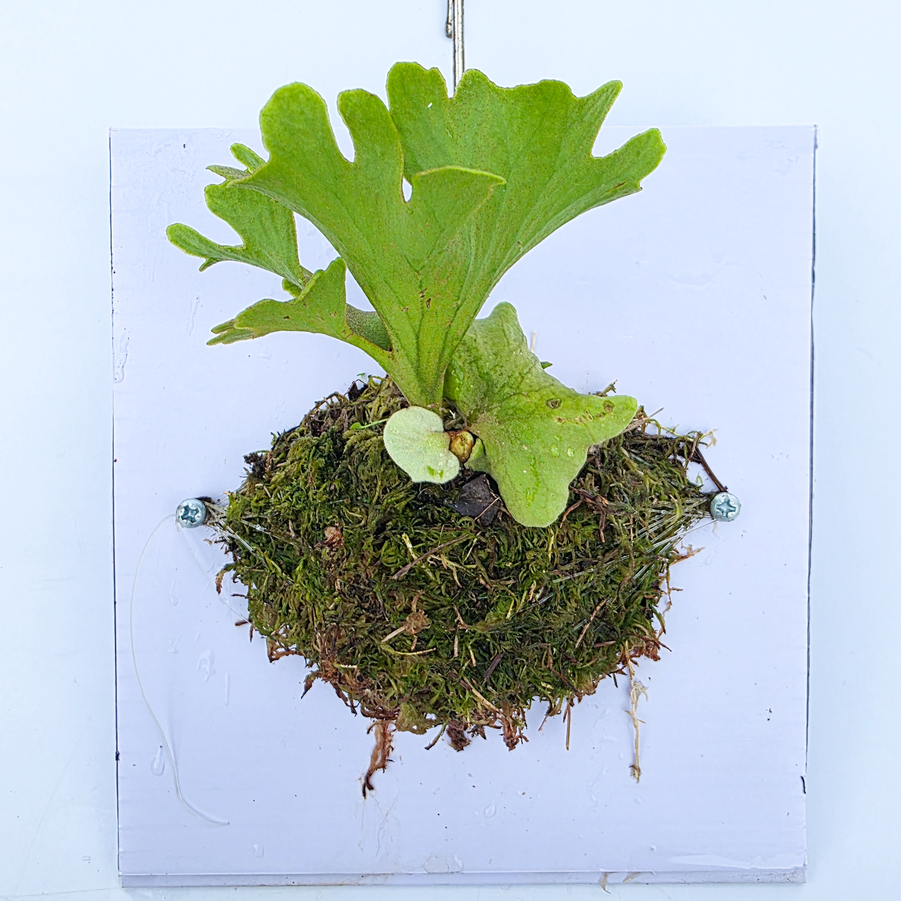 Platycerium ridleyi 'Dwarf Silver Phosadet' - 02