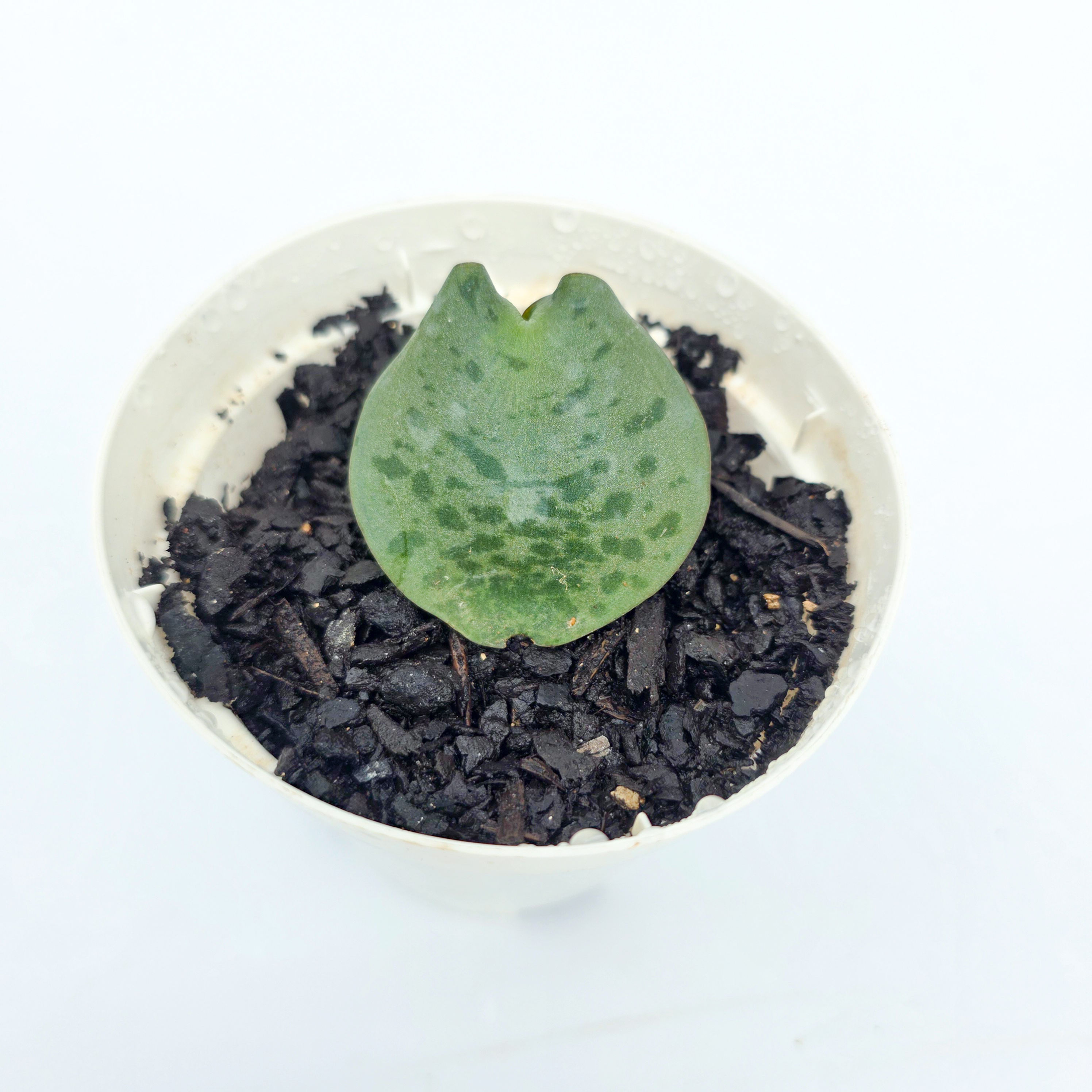 Drimiopsis burkei