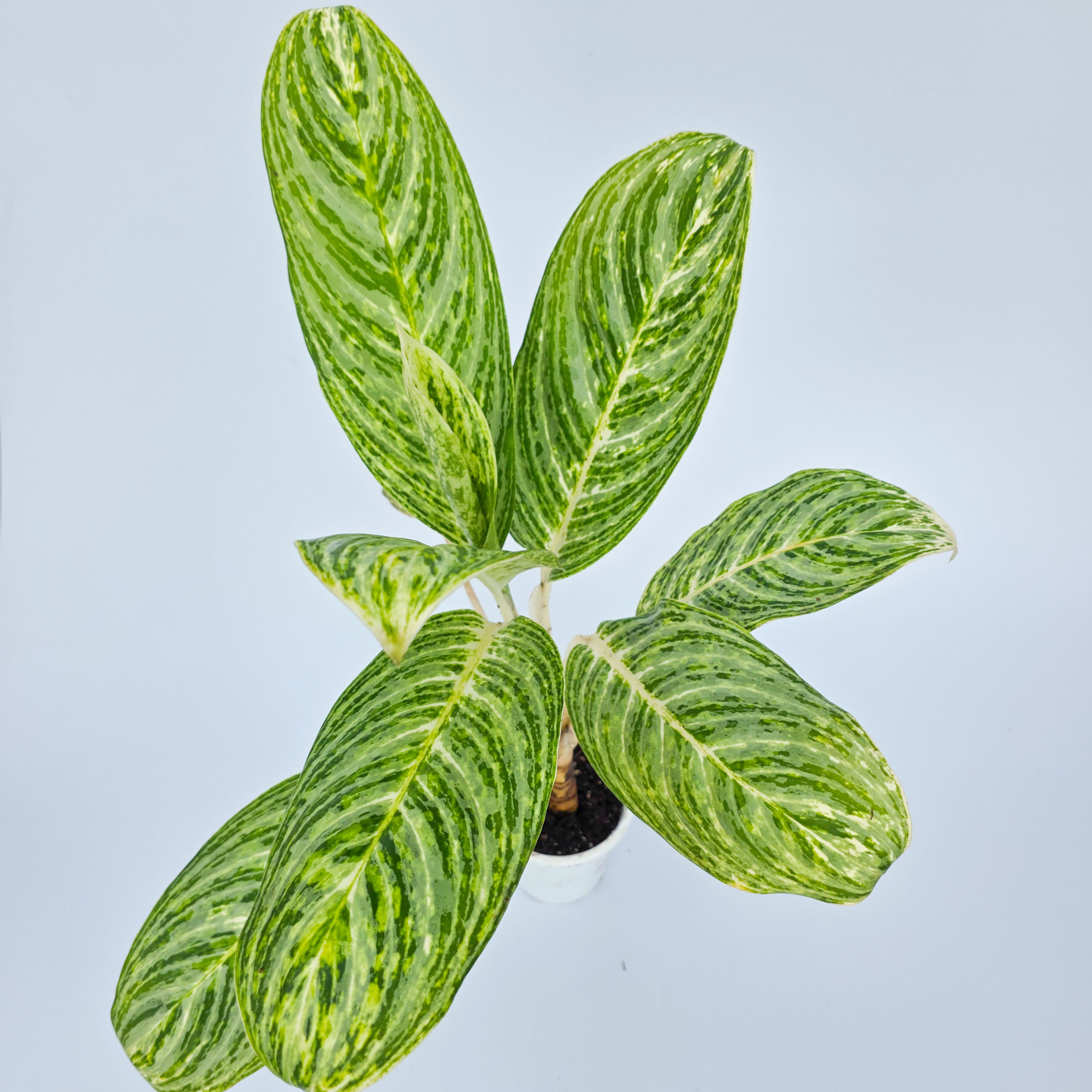 Aglaonema 'Green Sun' - Aglaonema nitidum 'Green Sun'