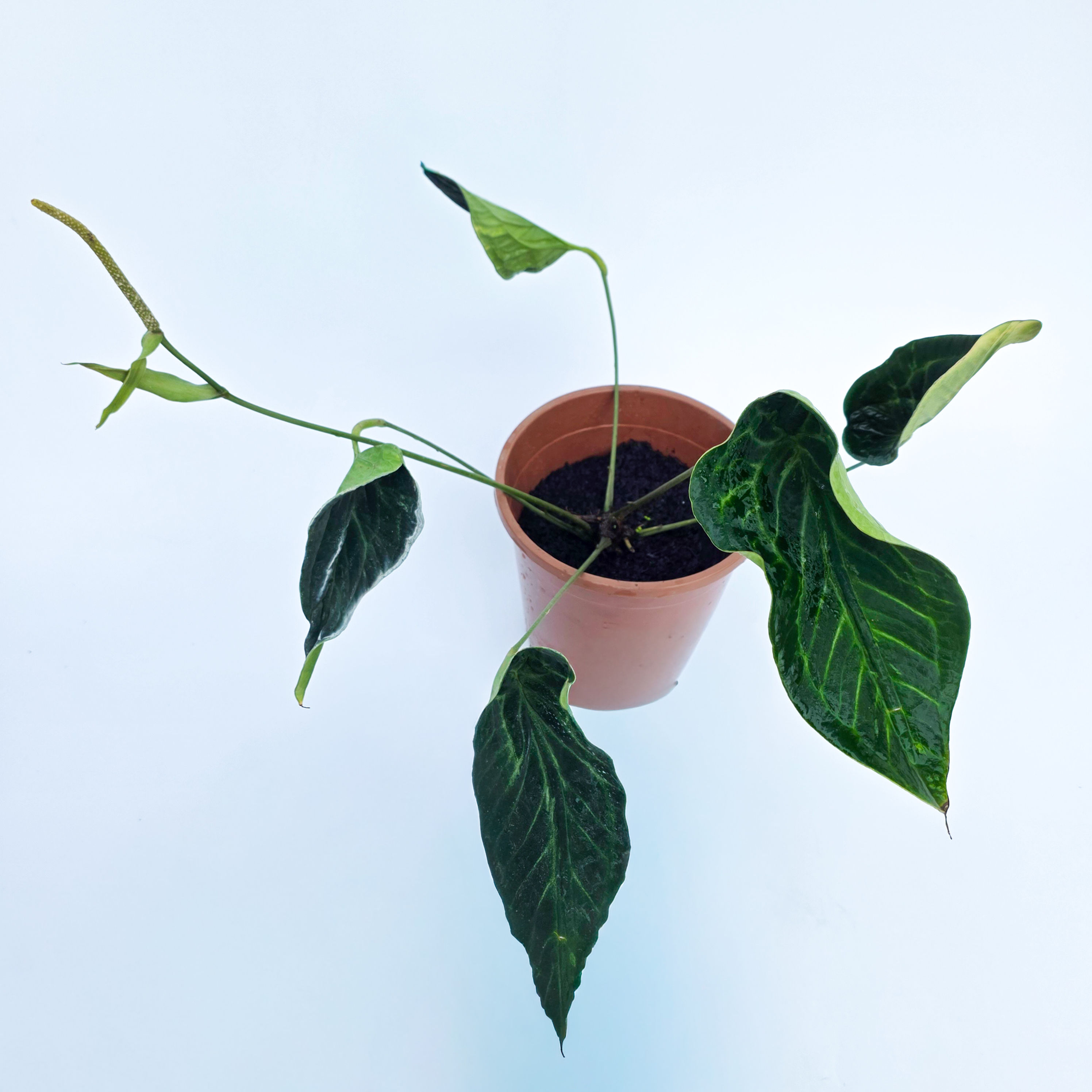 Anthurium 'Electric Spoon' - Antúrio Colher