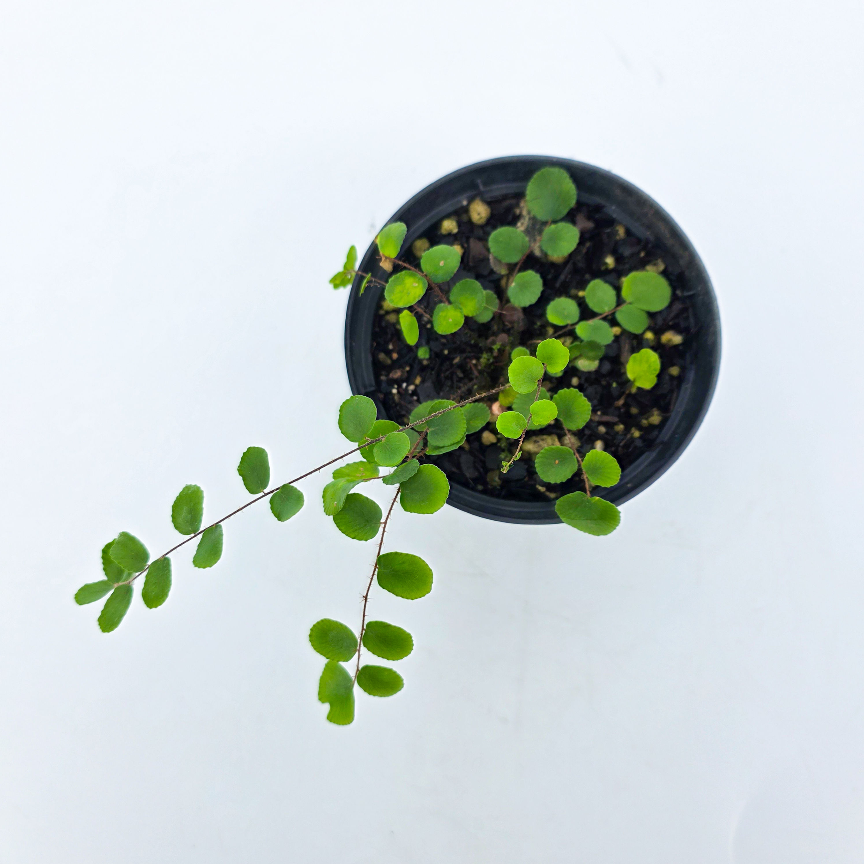 Samambaia Botão - Hemionitis rotundifolia