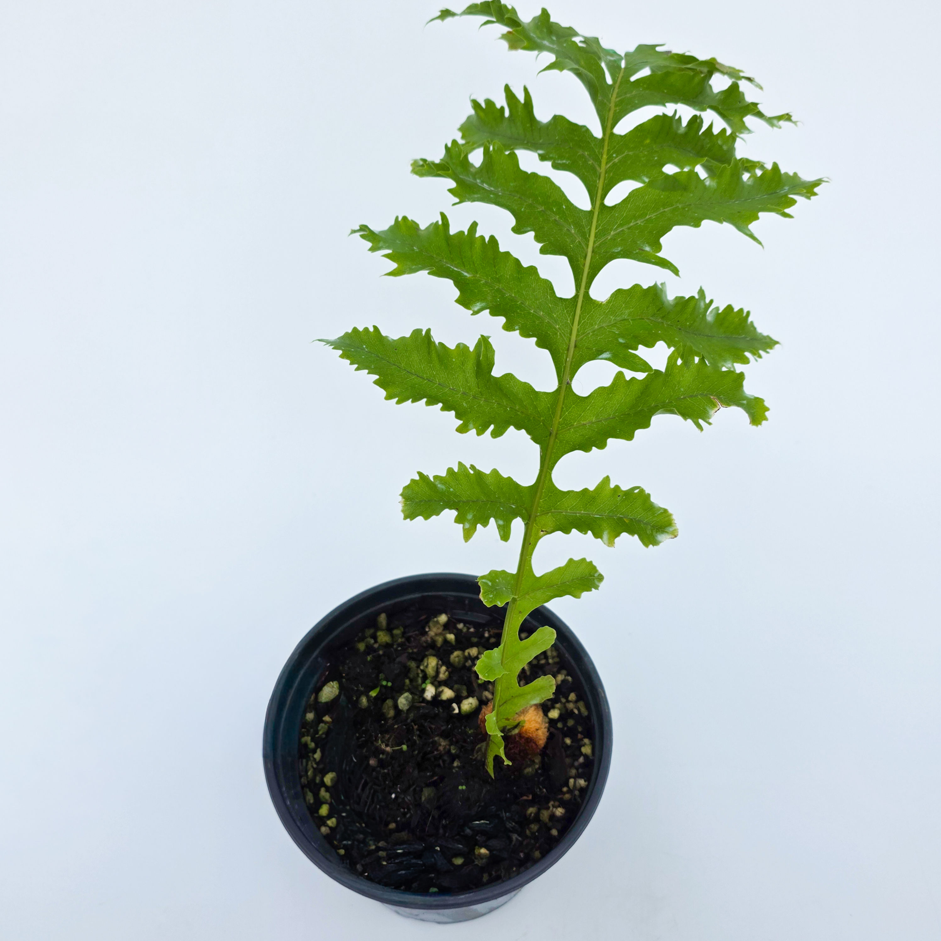 Drynaria Pata de Urso - Drynaria Meyeniana 'Cristata'