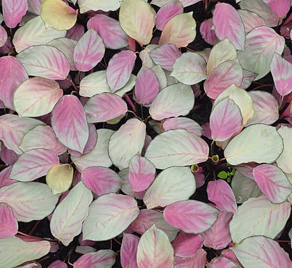 Plantas Unicórnio