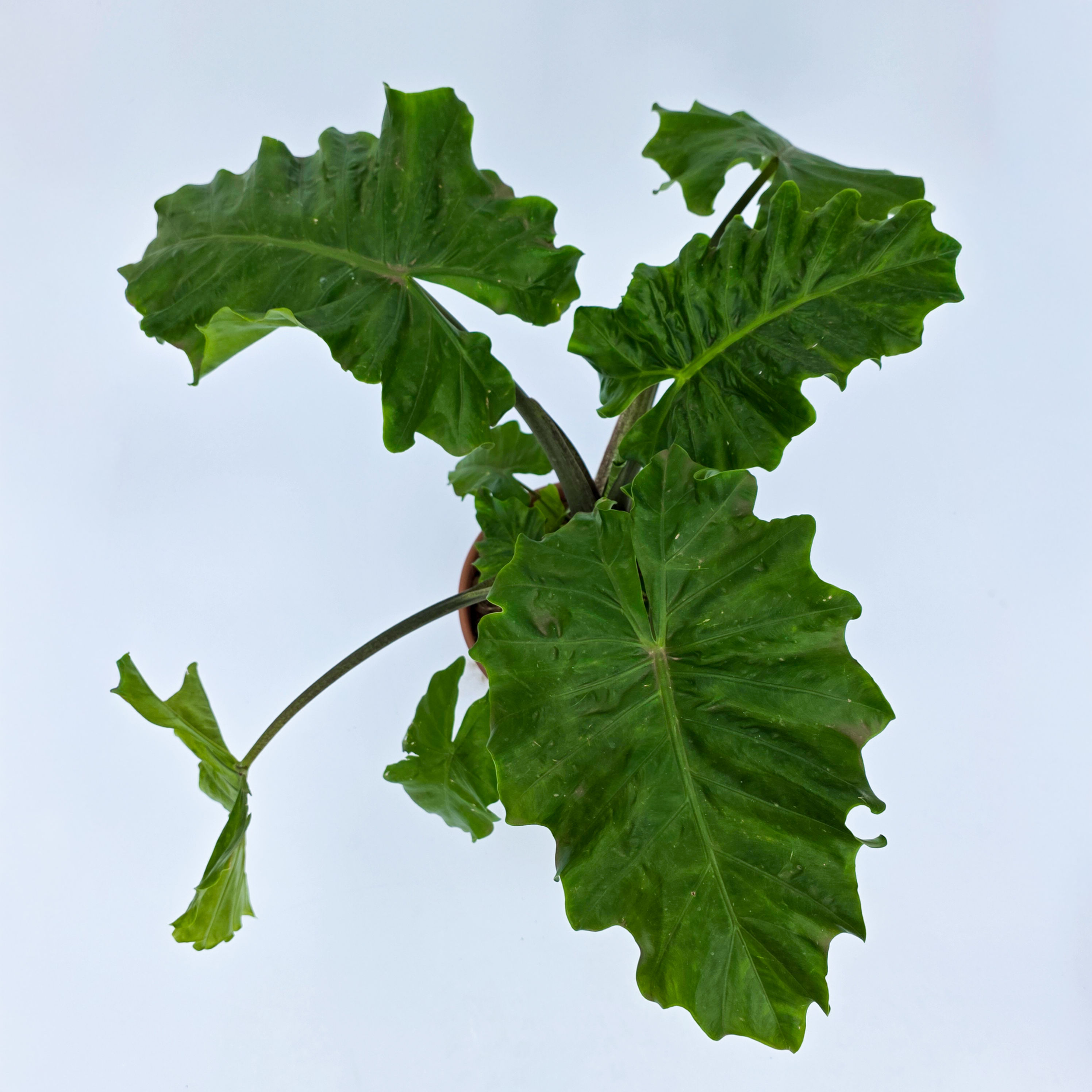 Alocasia 'Low Rider' - Alocasia 'Portora' 'Low Rider'