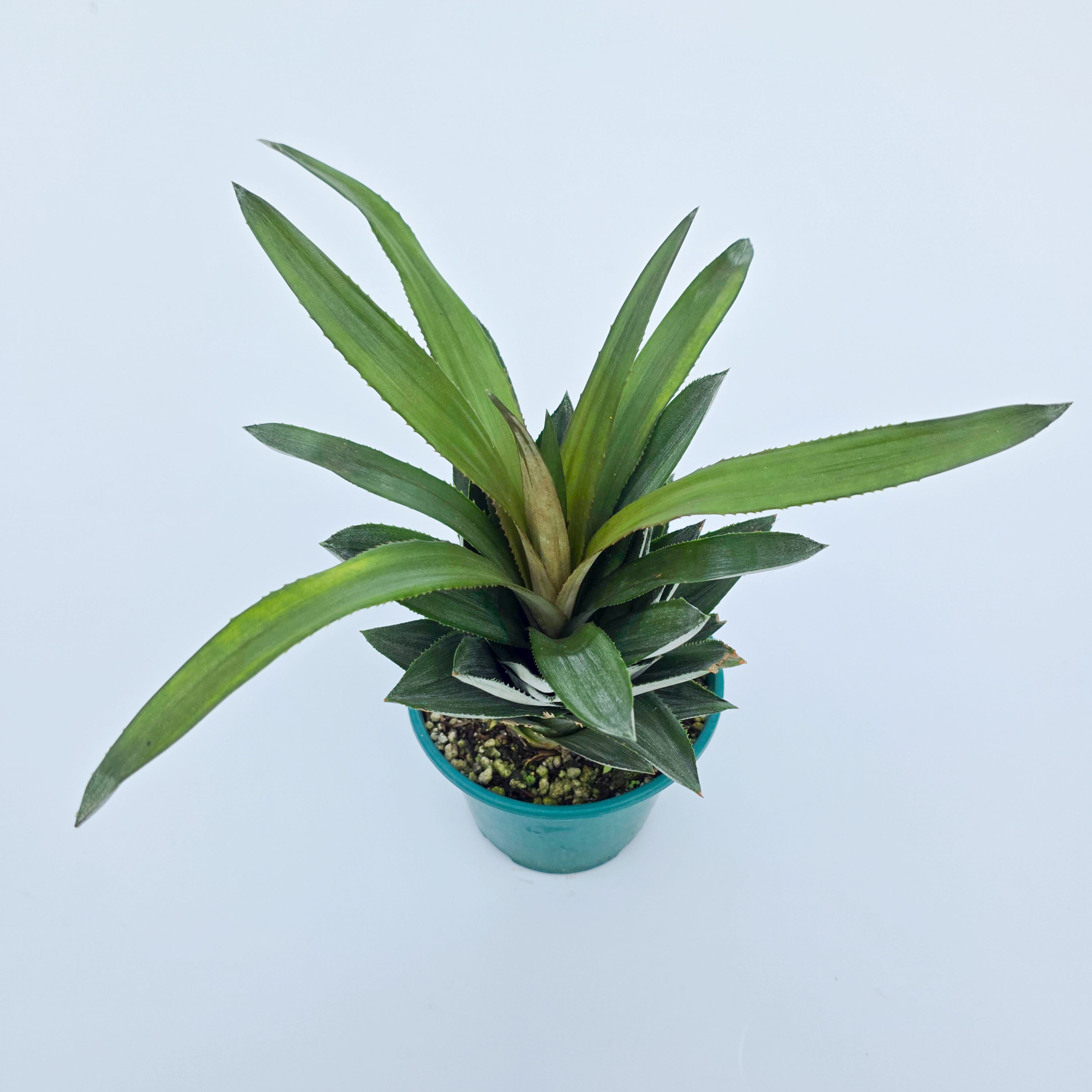 Ananas comosus 'Mutant Form' - Abacaxi pendente forma mutante