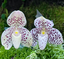 Plantas Unicórnio