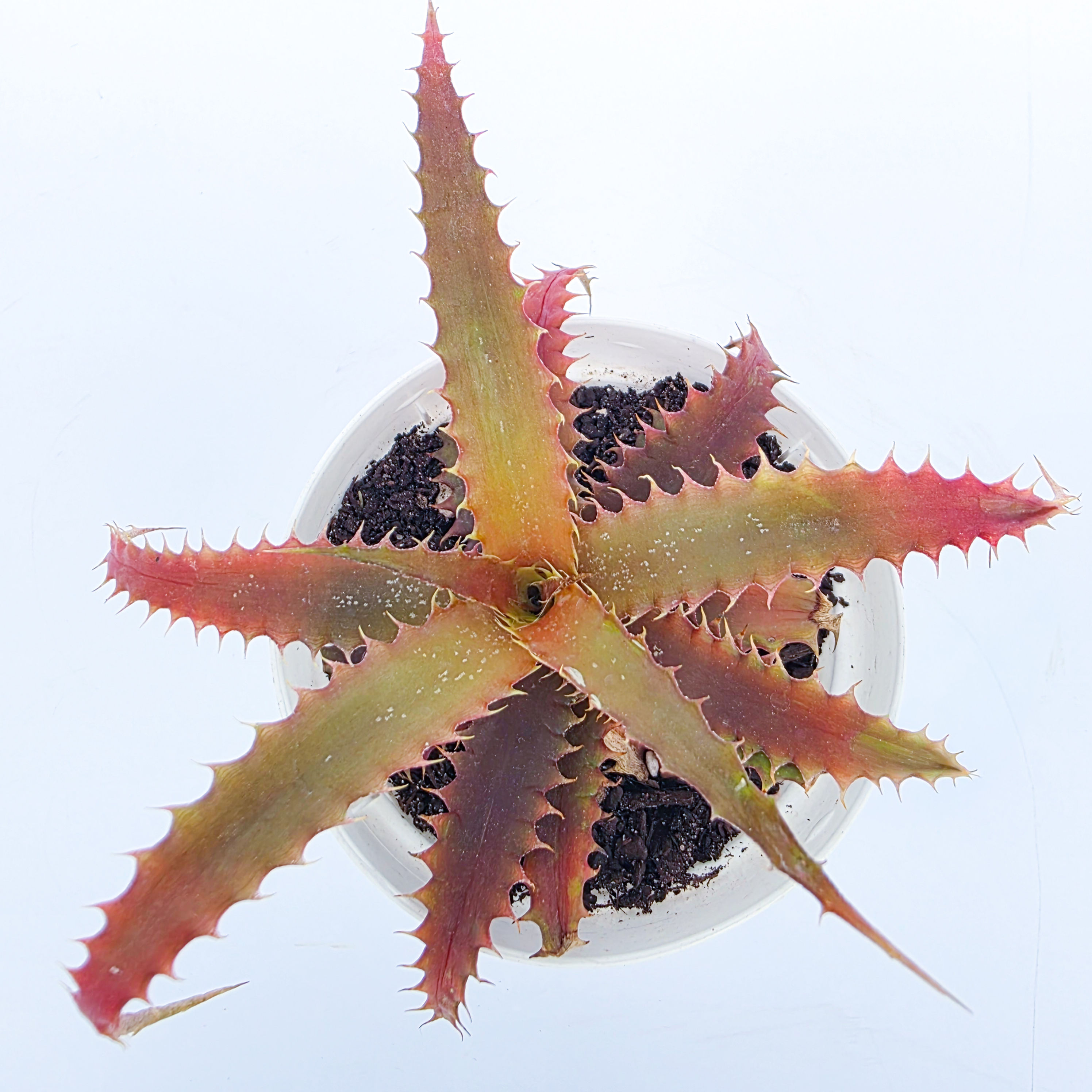 Ortophytum 'Brittle Star'