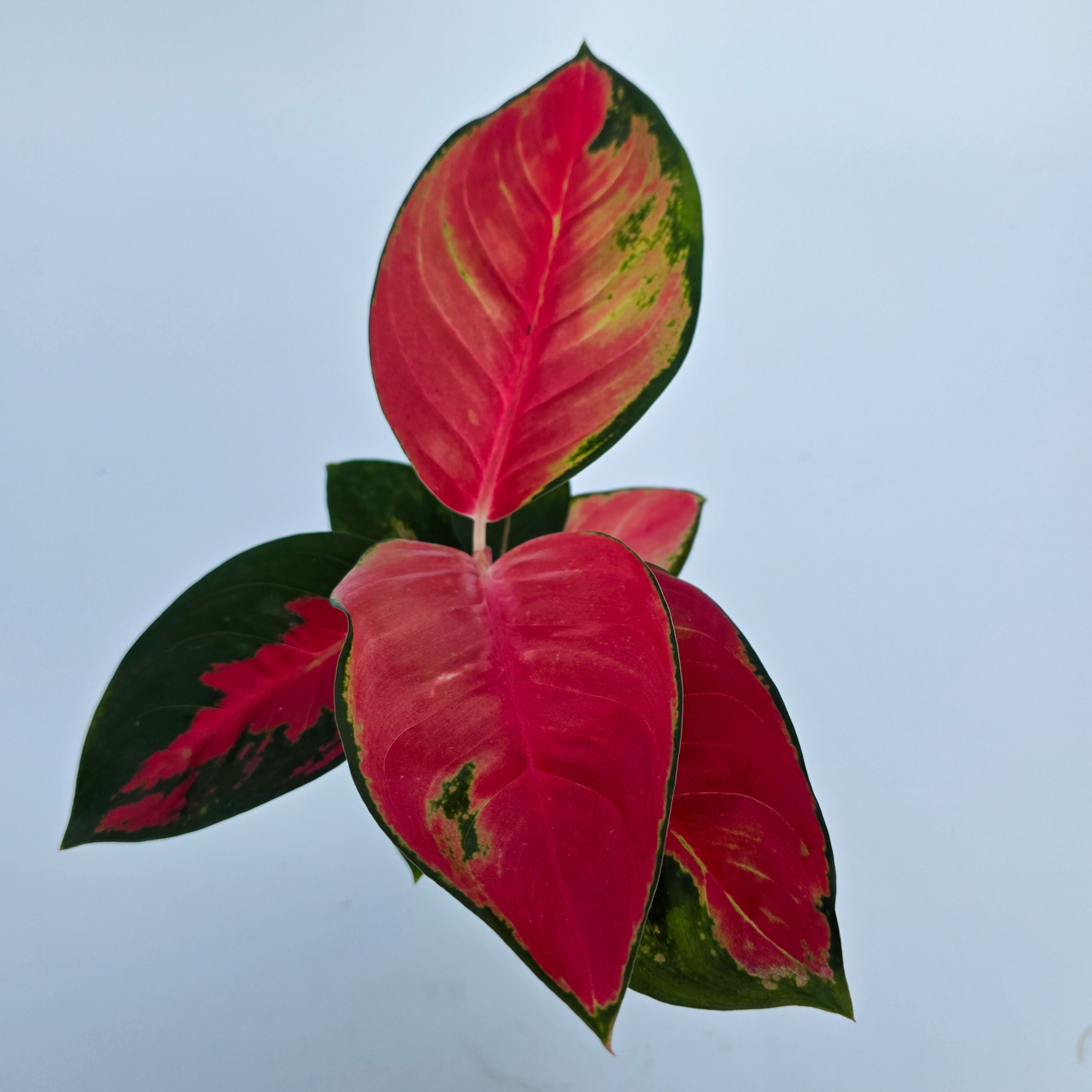 Aglaonema 'Cherry Baby'