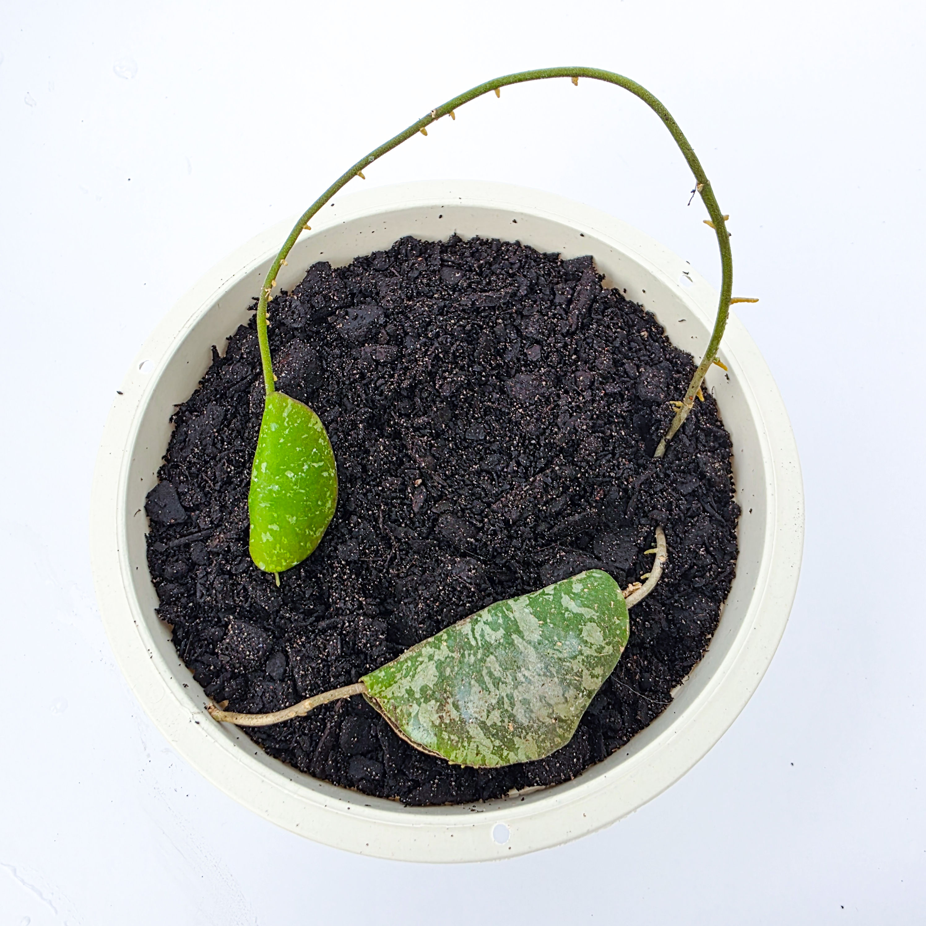 Flor de Cera Pastelzinho - Hoya imbricata