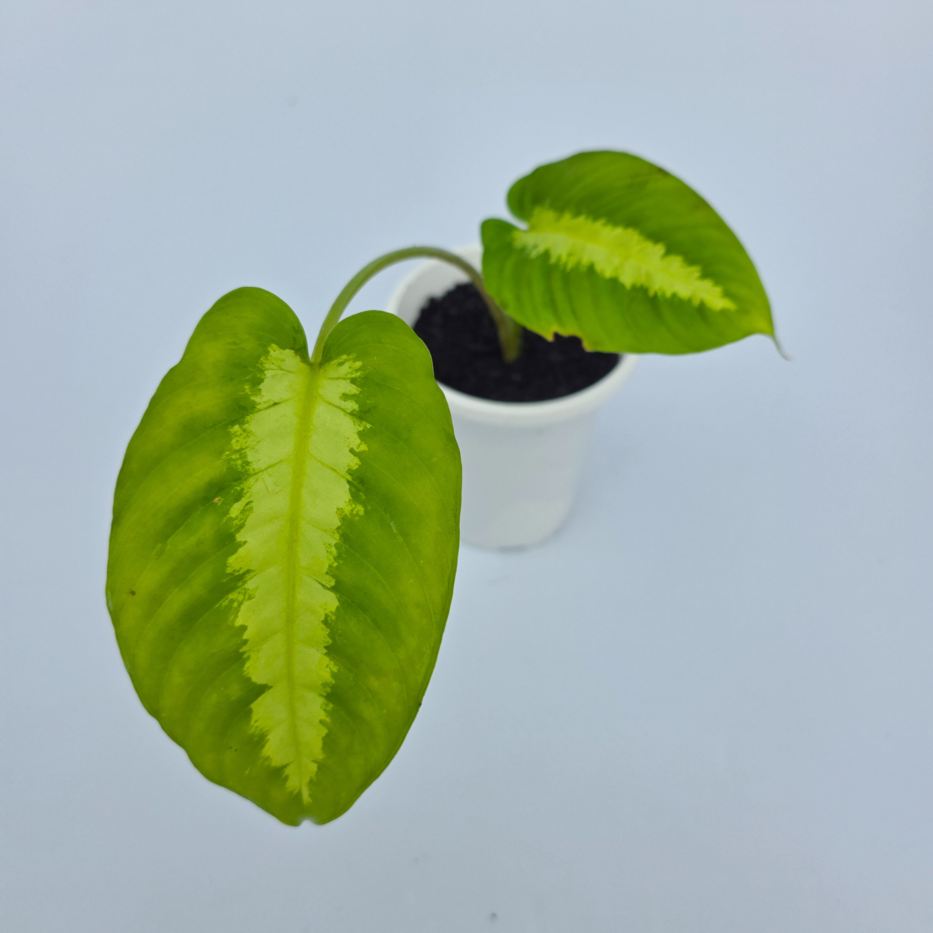Schismatoglottis motleyana