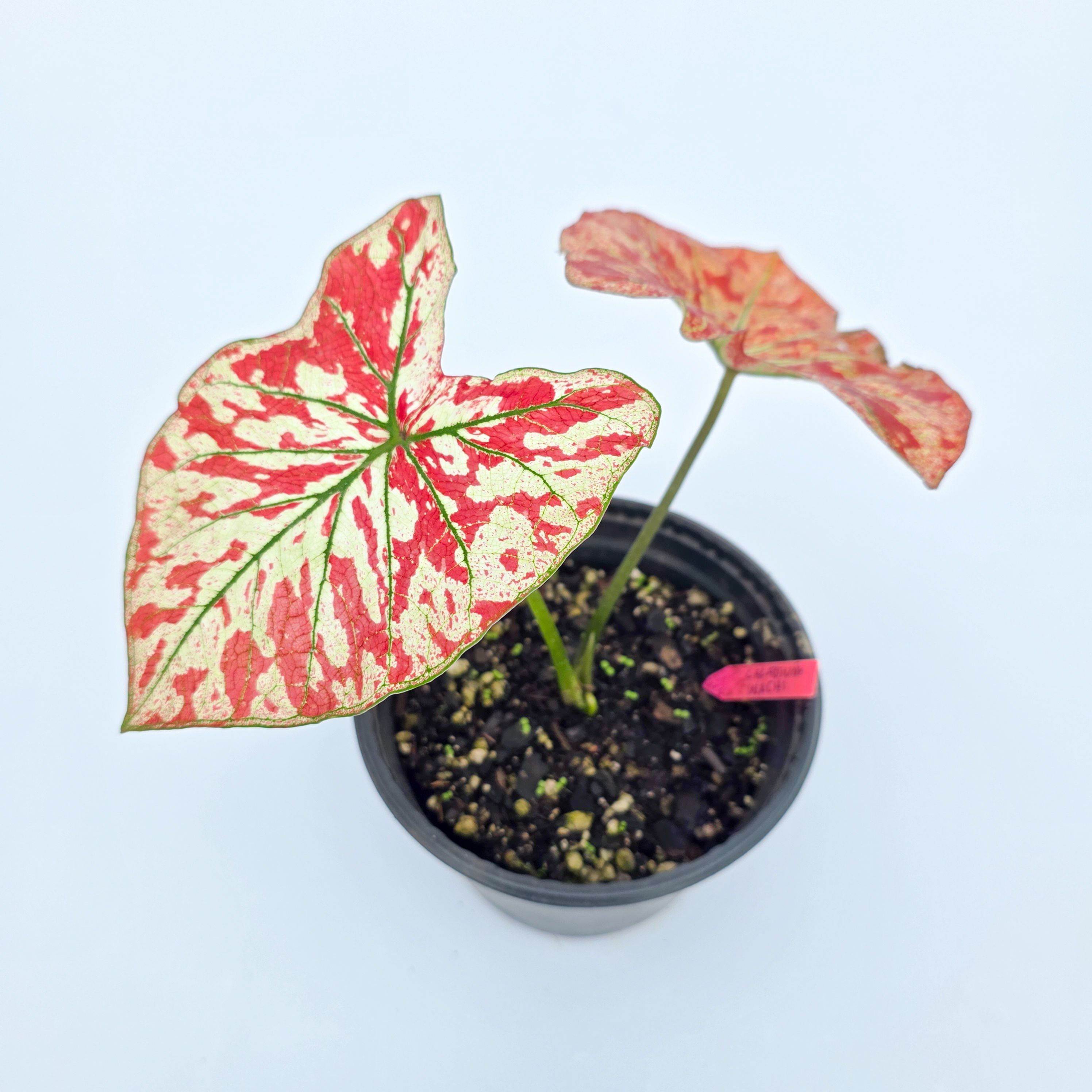 Caladium 'Universe'- Tinhorão Universo - Caladium 'The Only One in The Universe'
