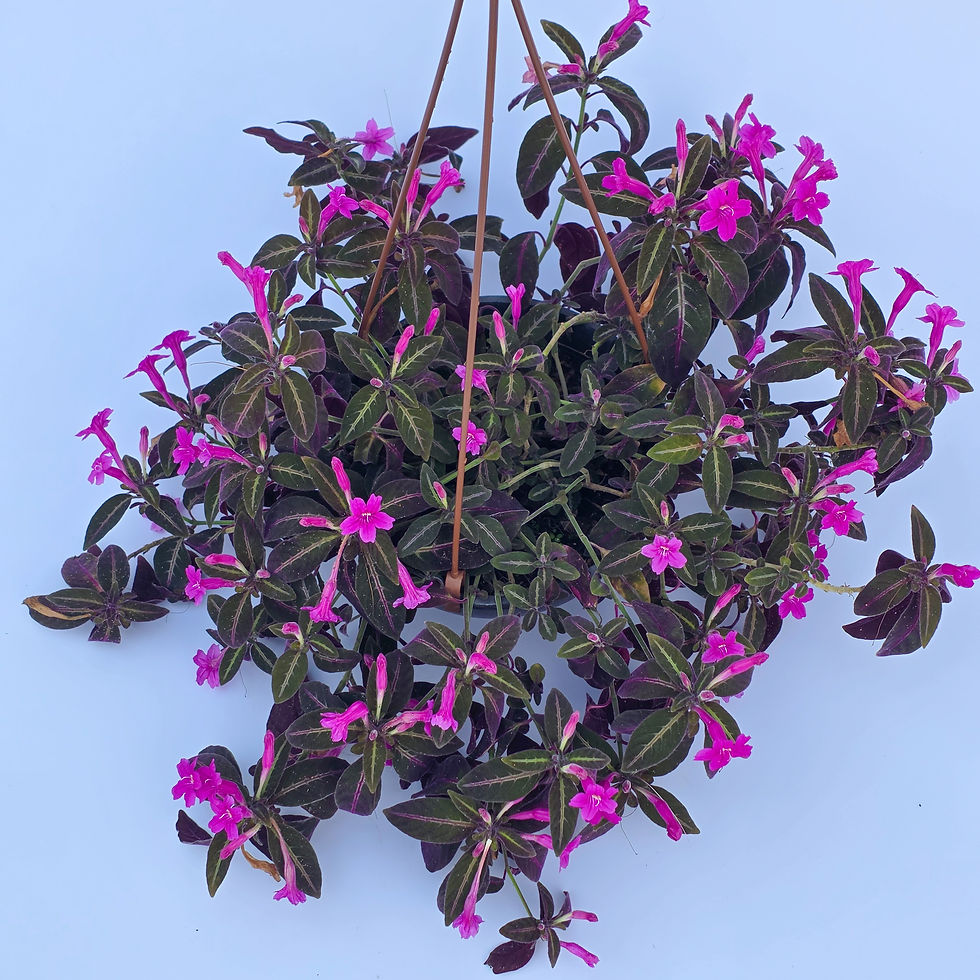 > Ruellia makoyana (Planta Veludo) com folhas aveludadas e padrões prateados ornamentais.